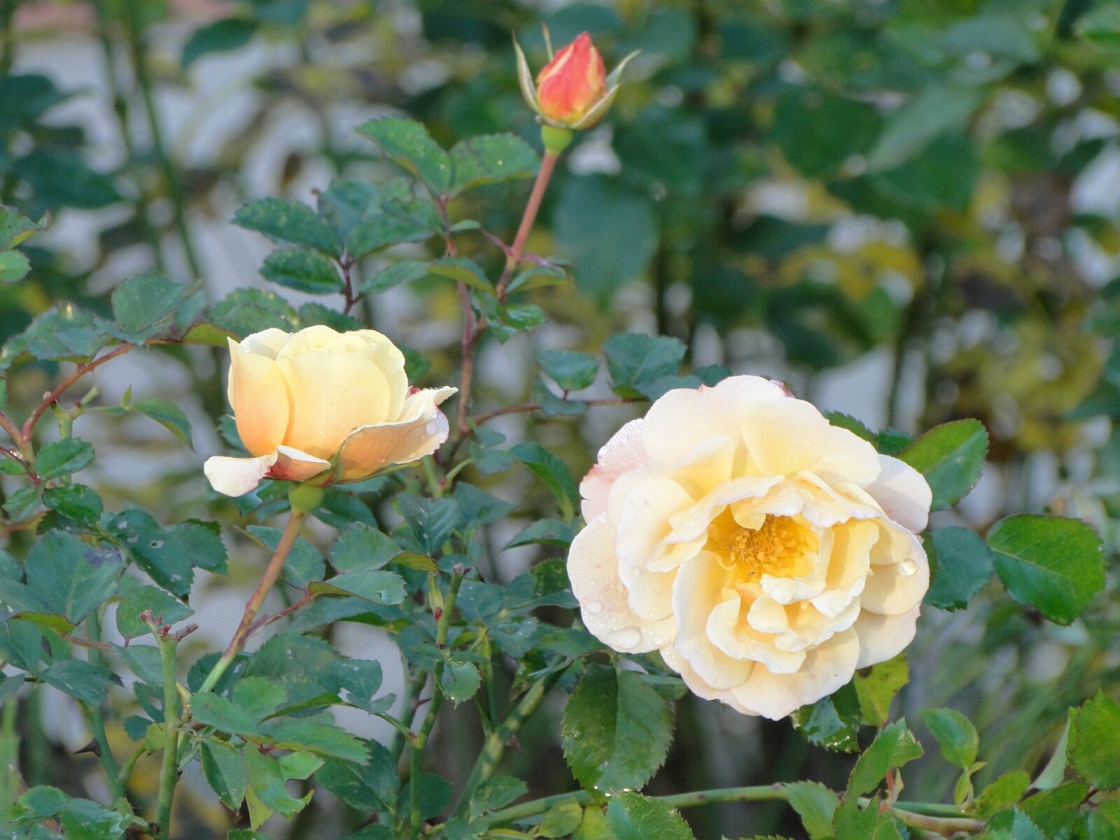 Sony Cyber-shot DSC-HX1 sample photo. Yellow, roses, yellow roses photography
