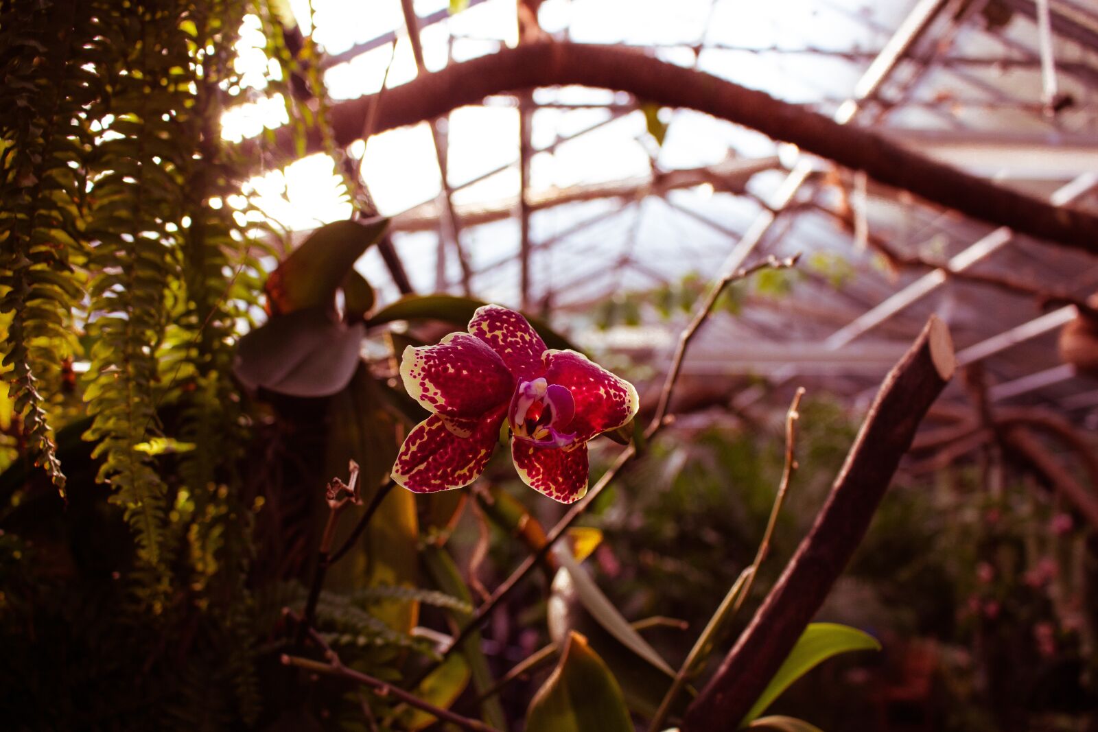 Canon EOS 700D (EOS Rebel T5i / EOS Kiss X7i) sample photo. Orchid, flower, greenhouse photography