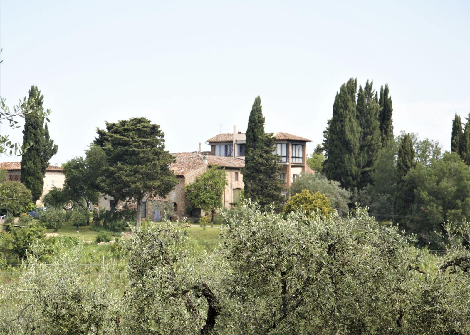 Nikon D90 sample photo. Olive, trees, tuscany photography