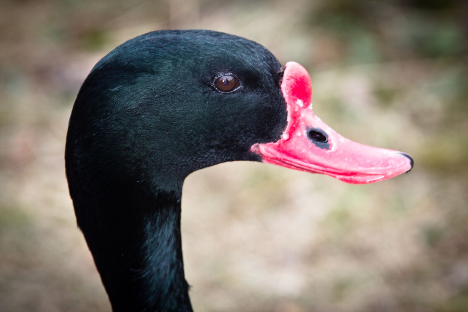 Canon EOS 600D (Rebel EOS T3i / EOS Kiss X5) sample photo. Swan, black swan, water photography