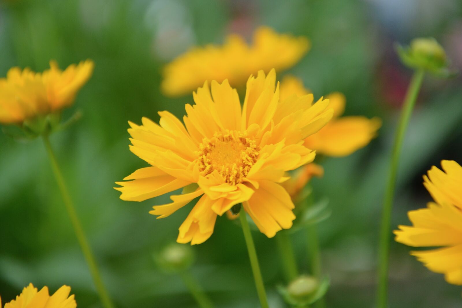 Nikon D5200 sample photo. Flower, yellow flowers, nature photography