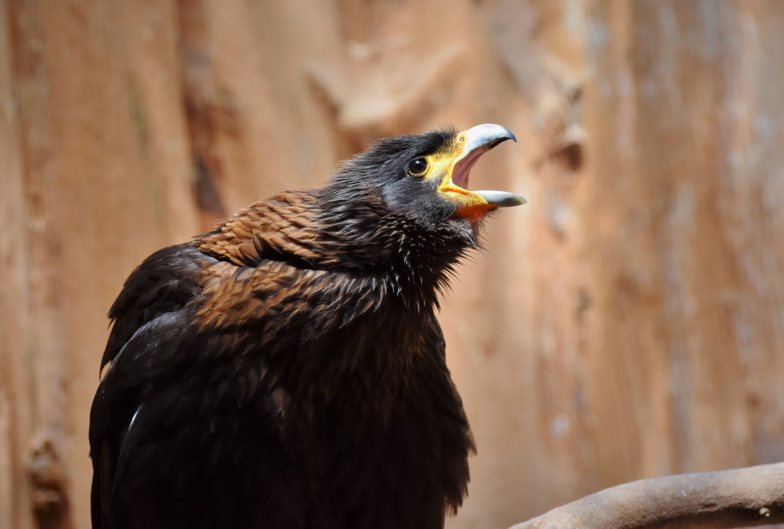 Nikon D7200 sample photo. Buzzard, harris hawk, raptor photography