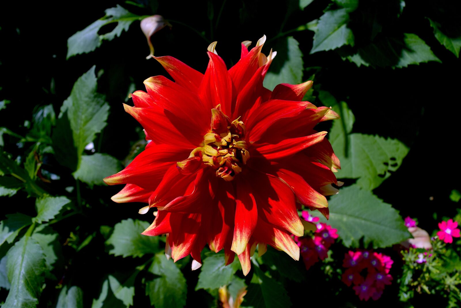 Nikon D3300 sample photo. Flower, red, petals photography