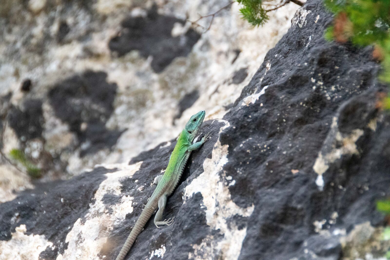 Nikon D500 sample photo. The lizard, sand, gad photography