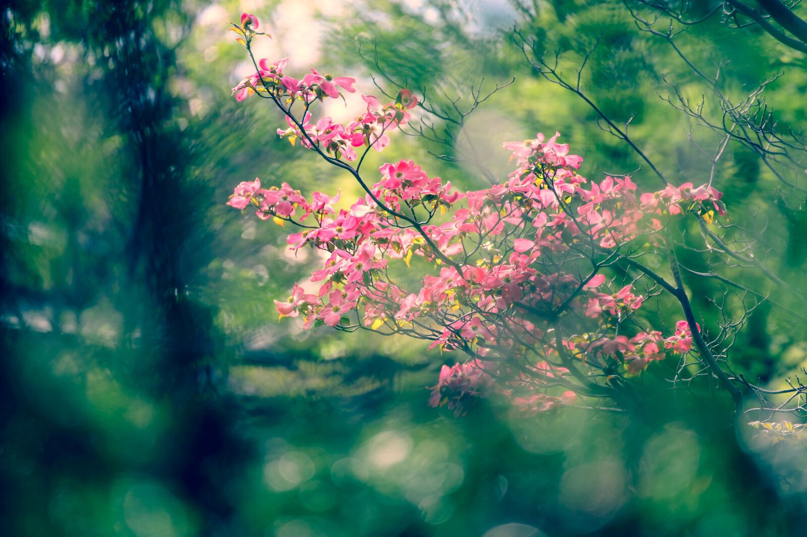 Nikon Df sample photo. Landscape, natural, flowers photography
