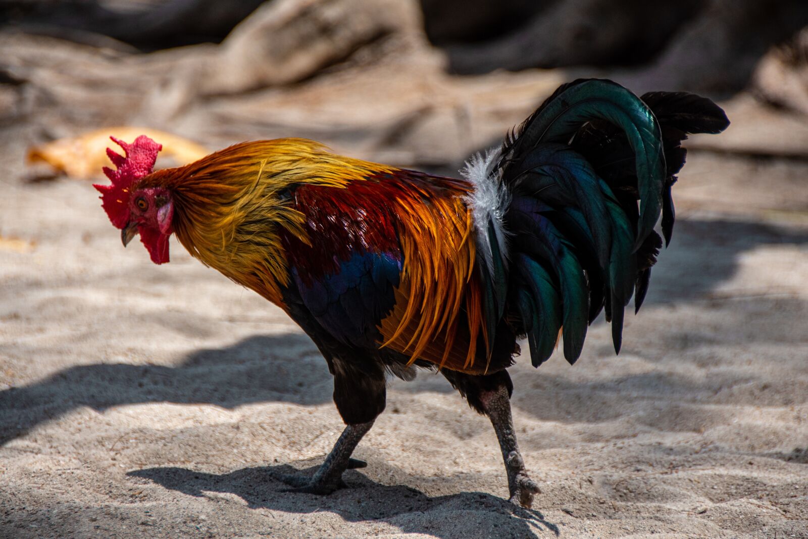 Nikon D5600 sample photo. Chicken, bird, poultry photography