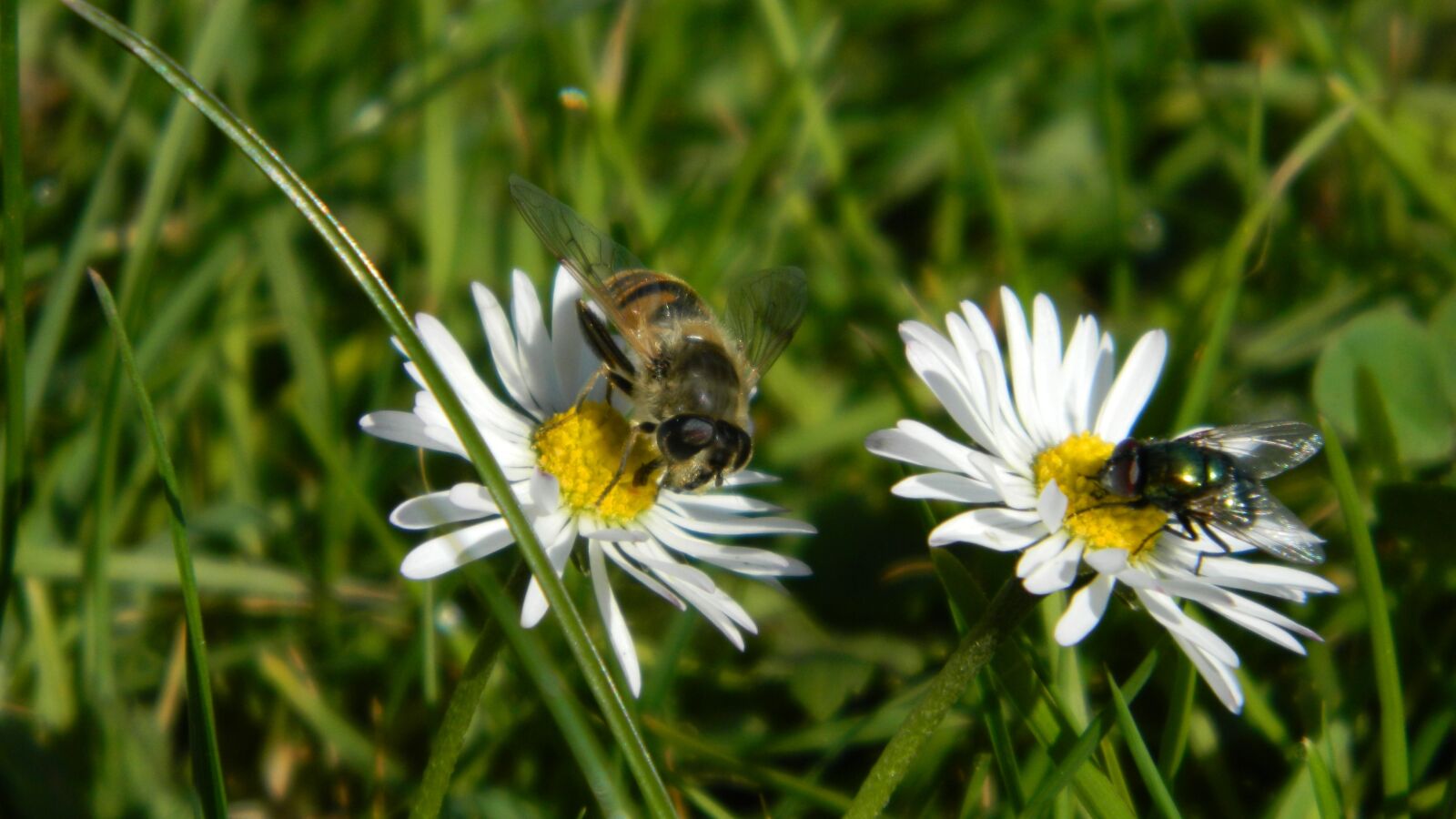 Nikon Coolpix L120 sample photo. Daisies, meadow, daisy photography