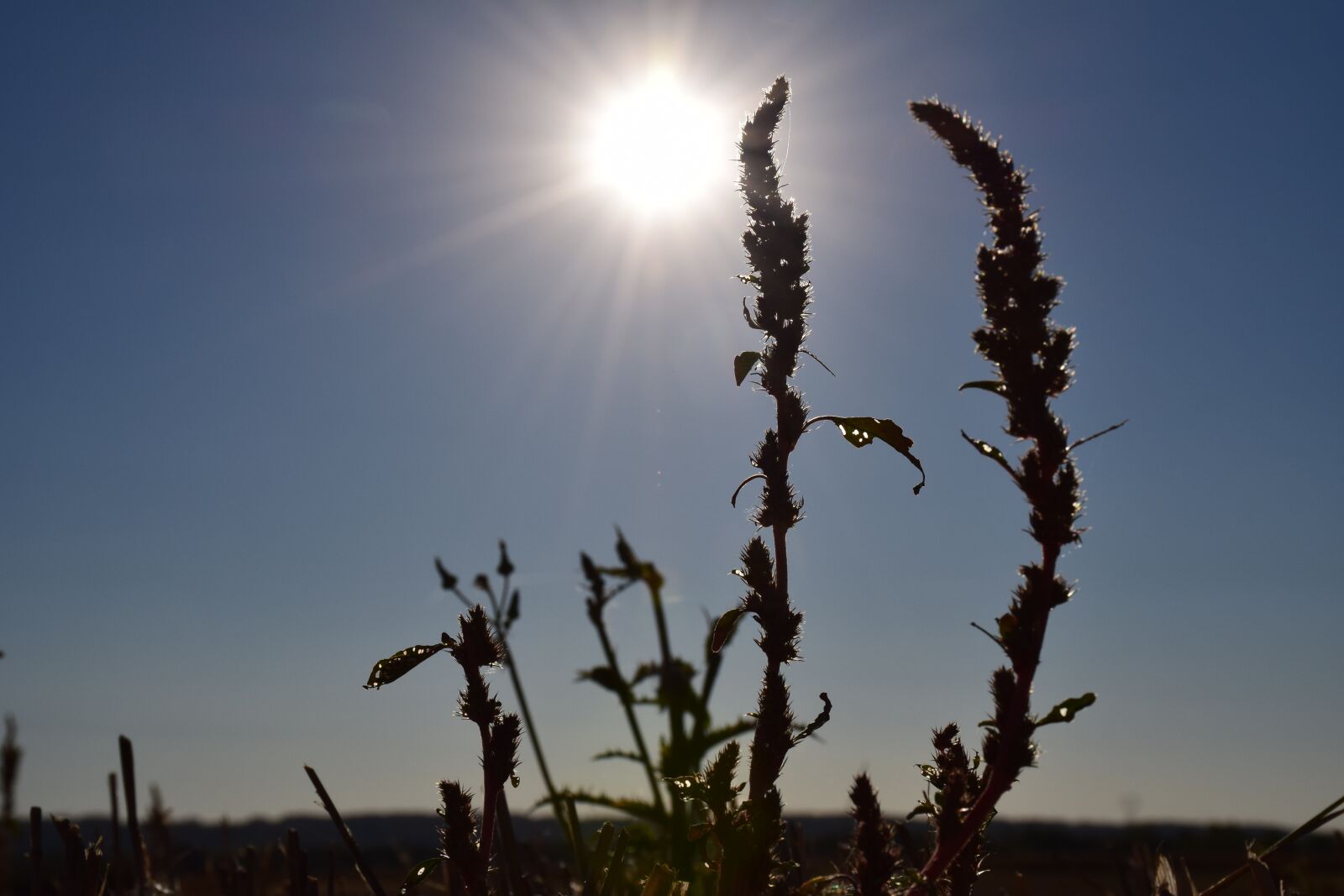 Nikon D5300 sample photo. Nature, sky, sun photography
