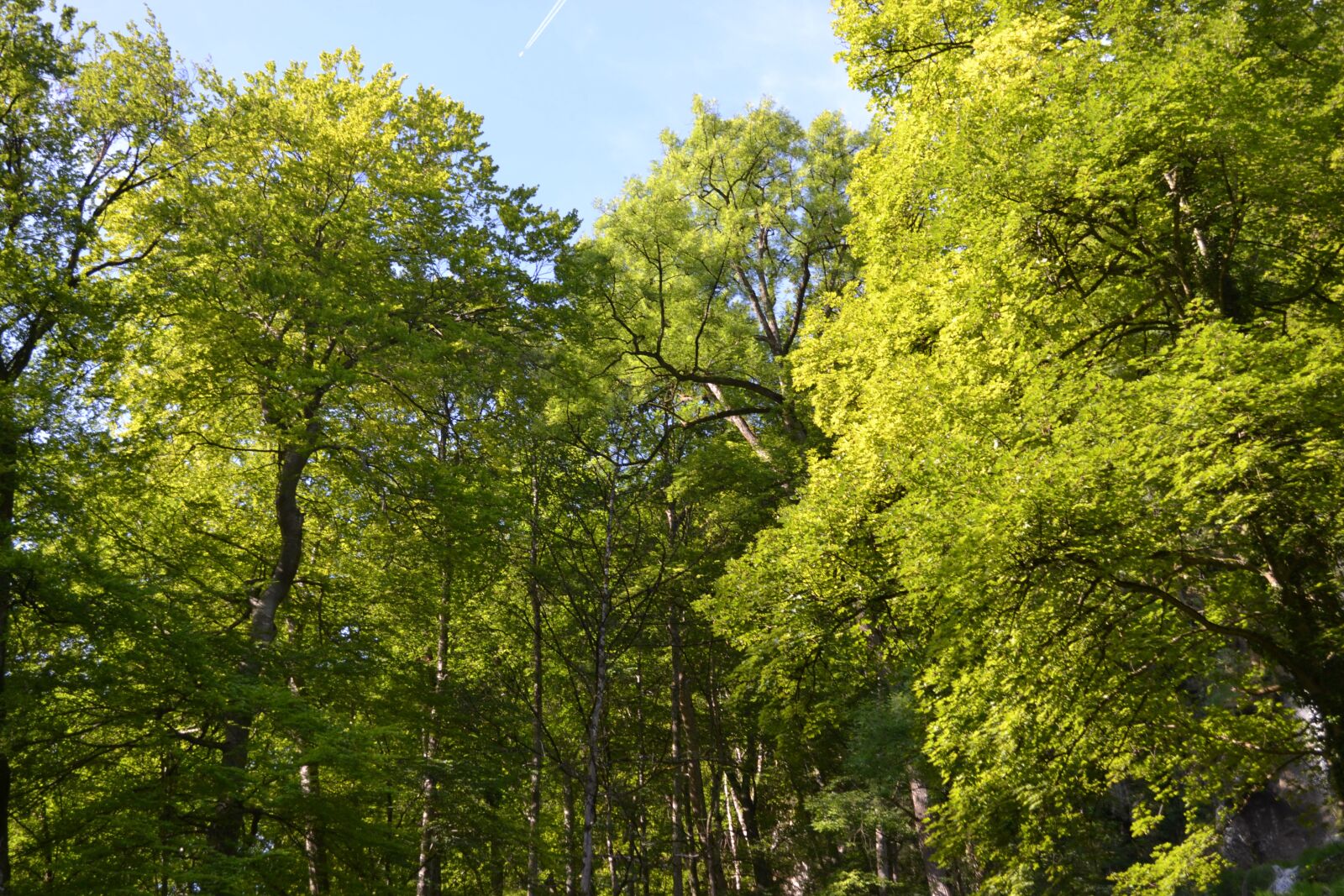 Nikon D3100 sample photo. Tree, light, green photography