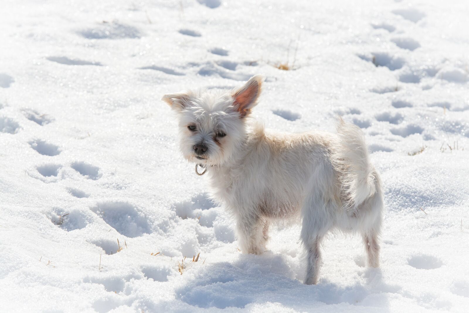 Nikon D7100 sample photo. Dog, white, winter photography