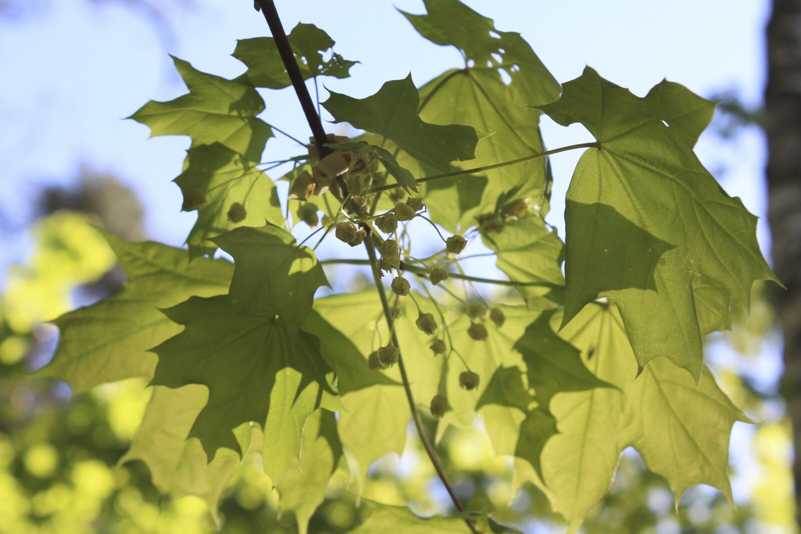 Canon EOS 650D (EOS Rebel T4i / EOS Kiss X6i) sample photo. Maple, leaves, green photography