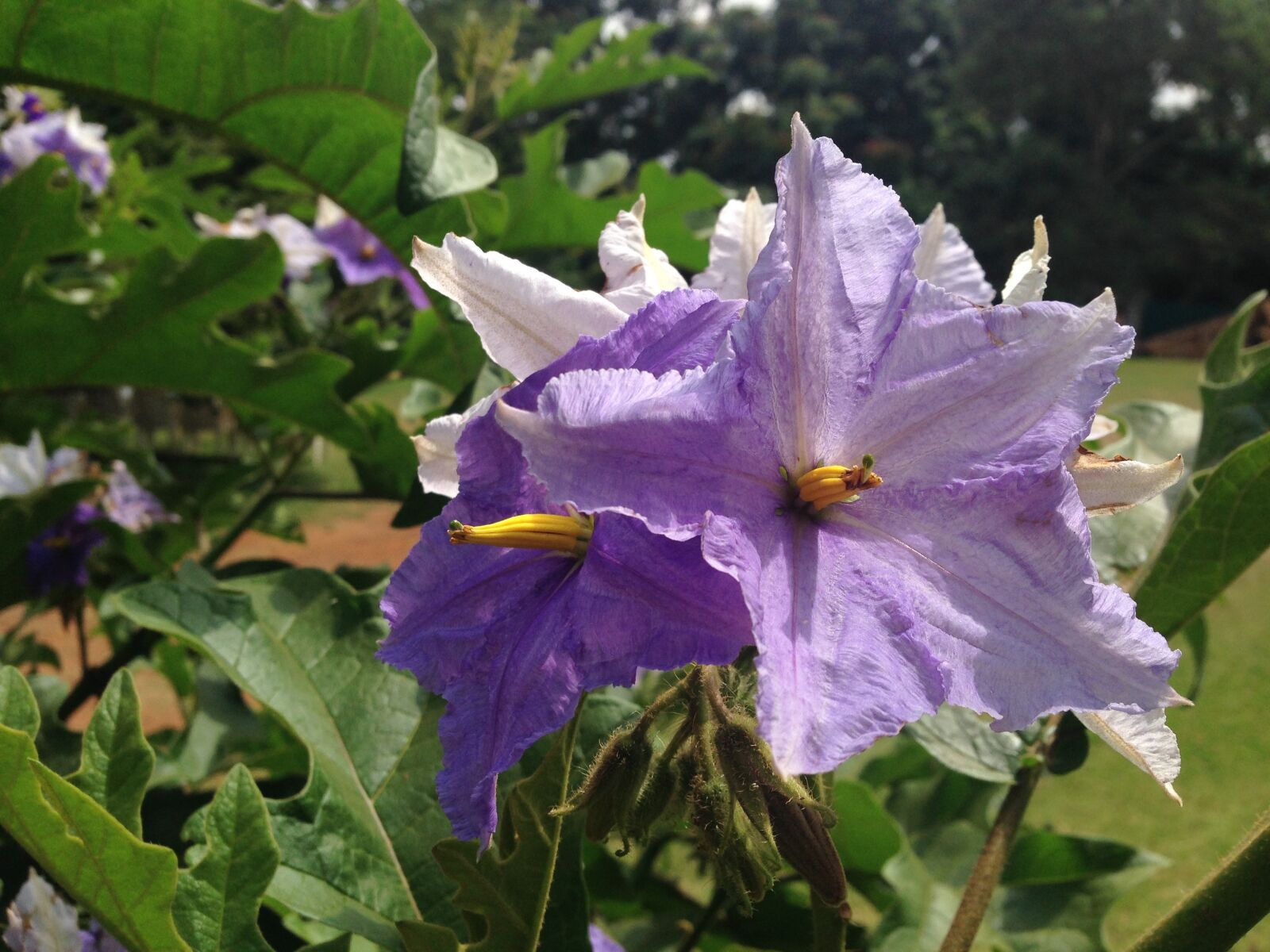 iPhone 5 back camera 4.12mm f/2.4 sample photo. Nature, flowers, beauty photography