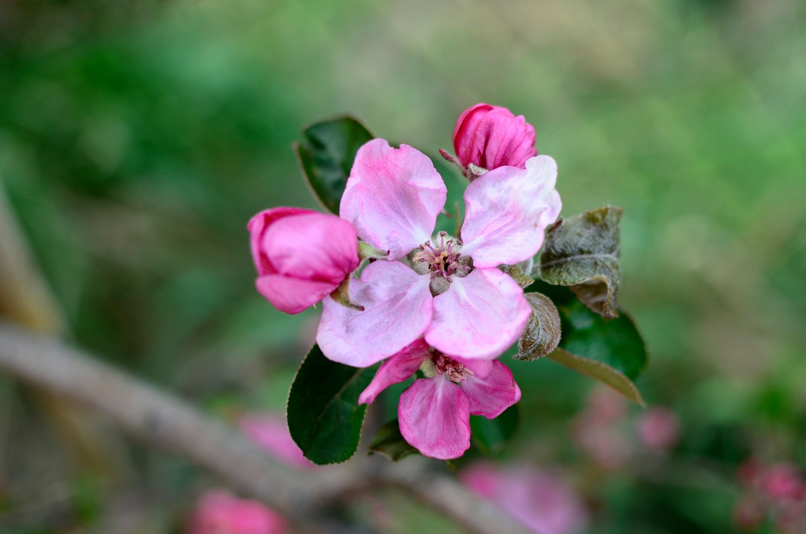 Nikon D7000 sample photo. Flower, apple, spring photography