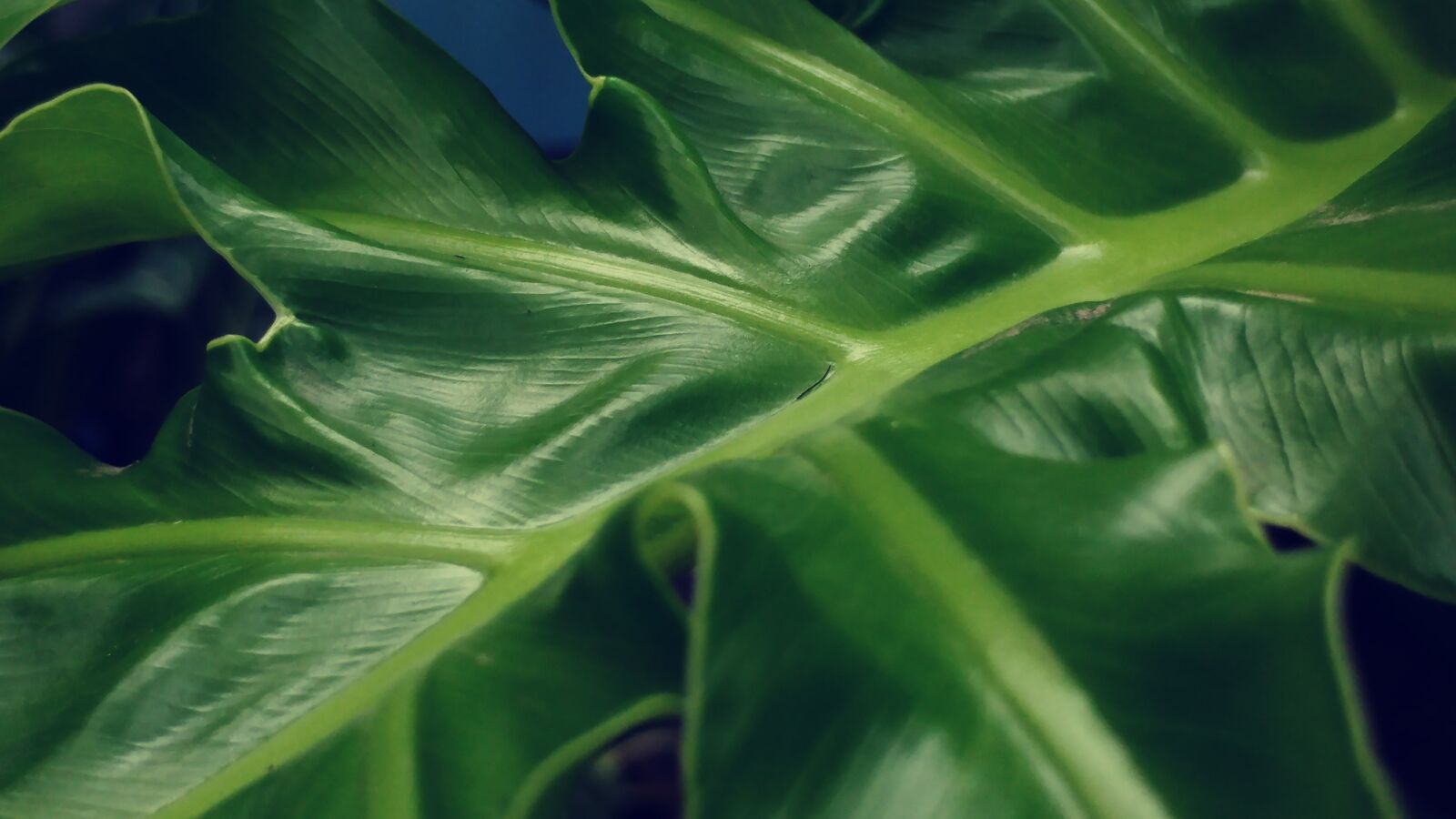 LG G5 sample photo. Green leaf, leaves, mesopodium photography