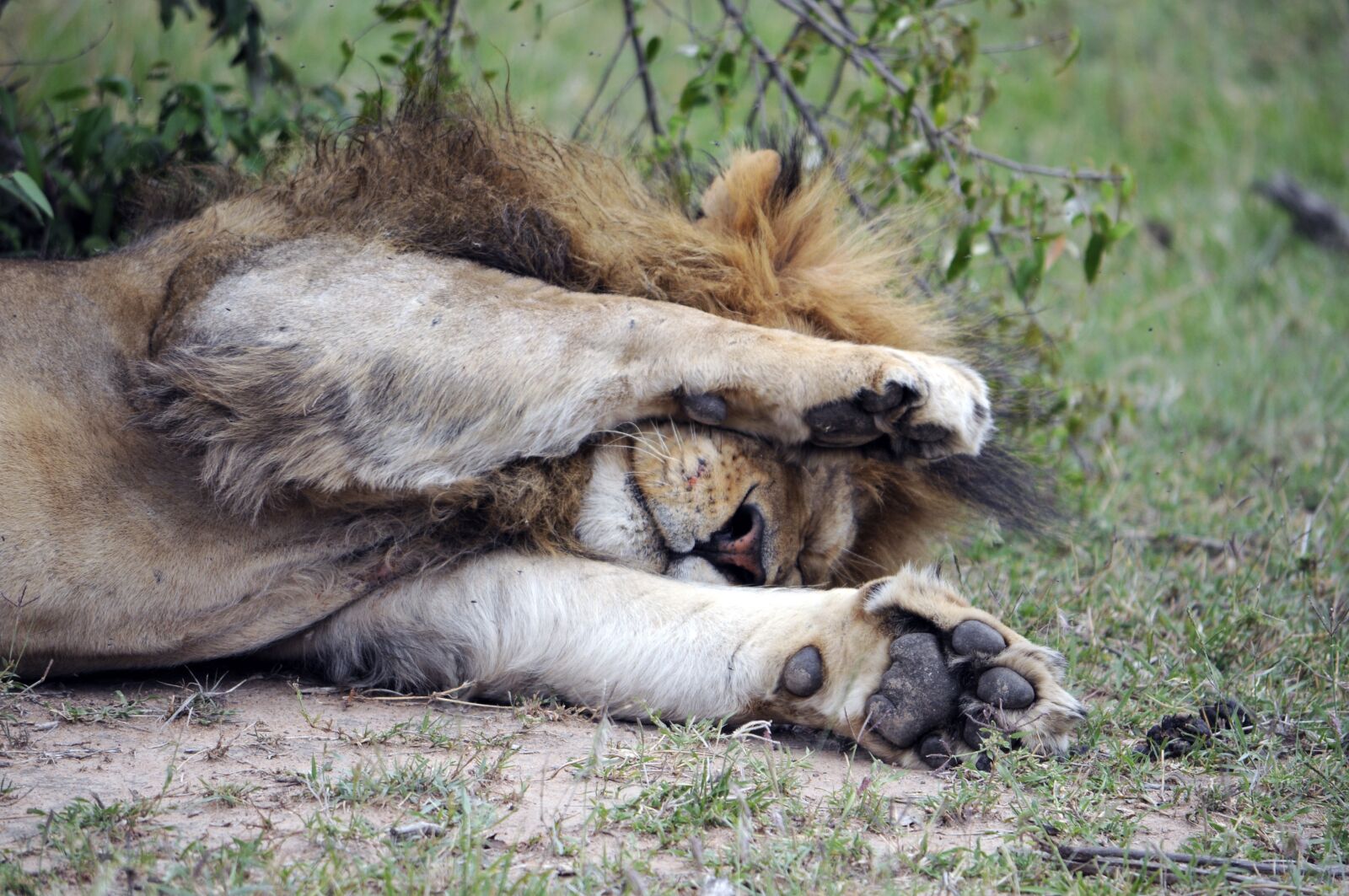 Nikon D300 sample photo. Africa, lion, tired photography