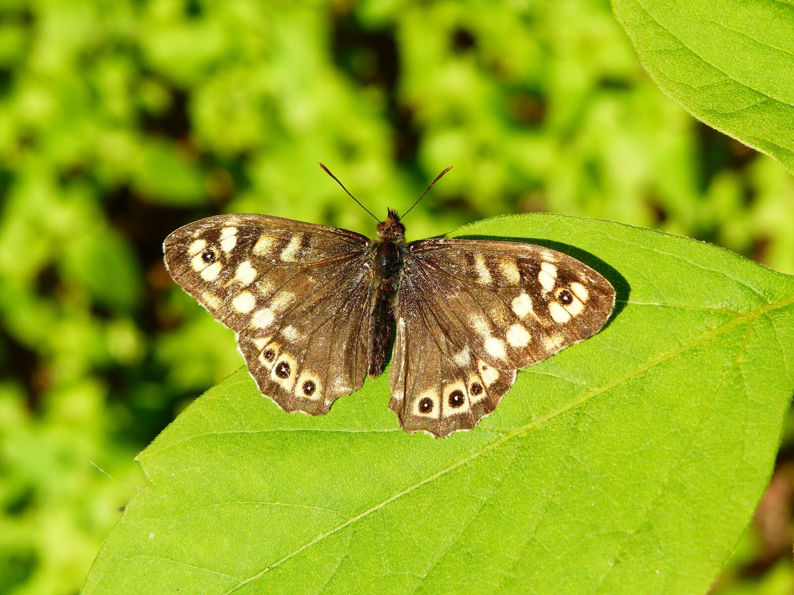 Panasonic Lumix DMC-FZ200 sample photo. Animal, insect, butterfly photography