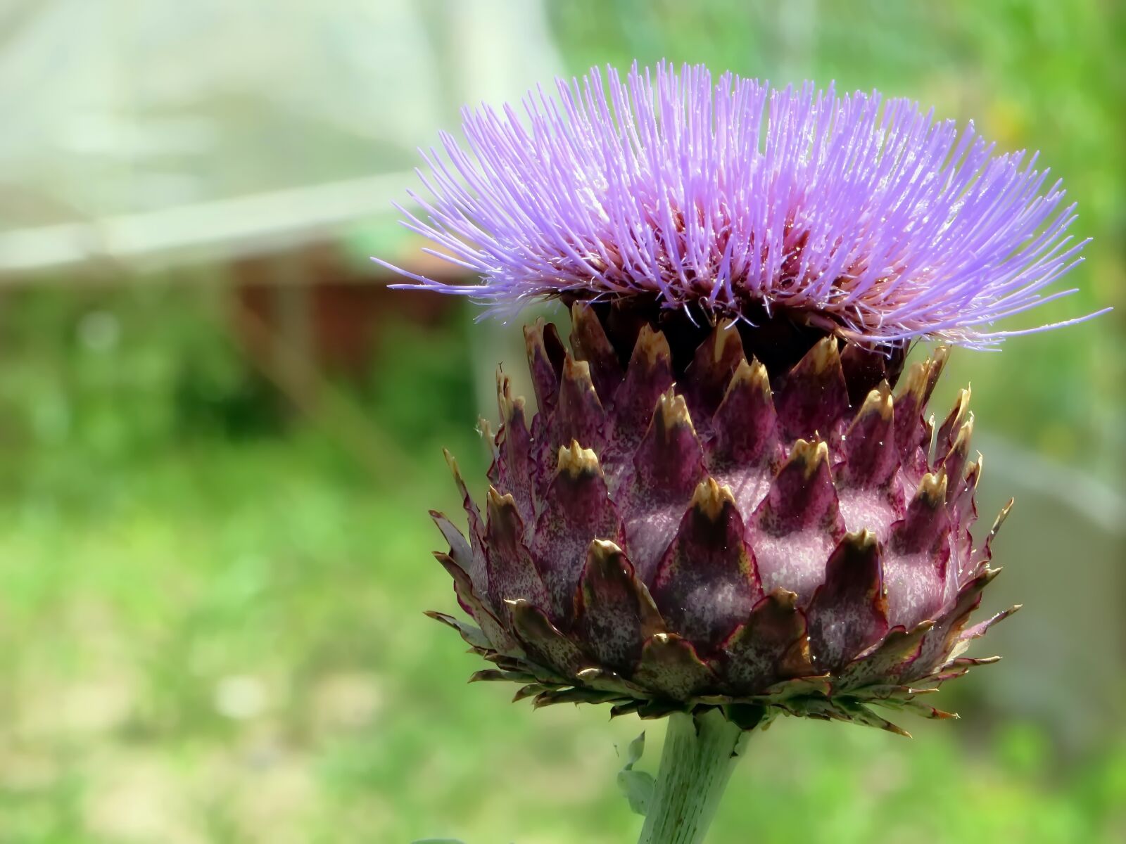 Canon PowerShot SX270 HS sample photo. Artichoke, flower, violet photography