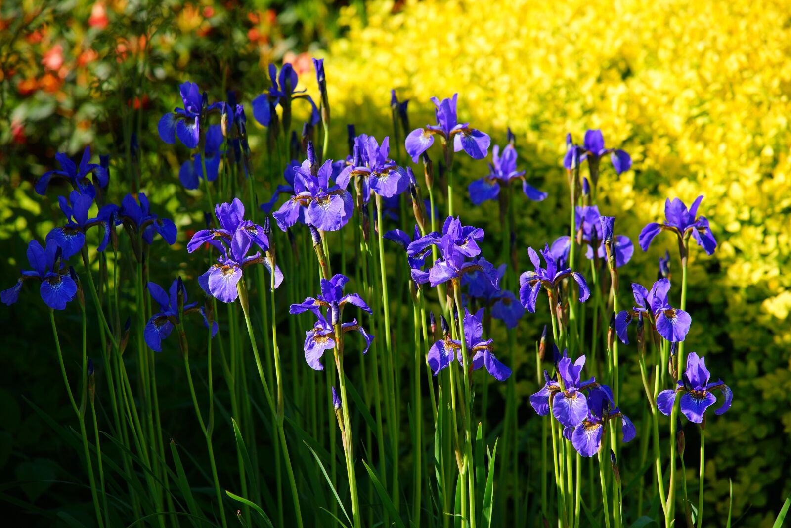 Minolta AF 80-200mm F2.8 HS-APO G sample photo. Iris, spring flowers, may photography