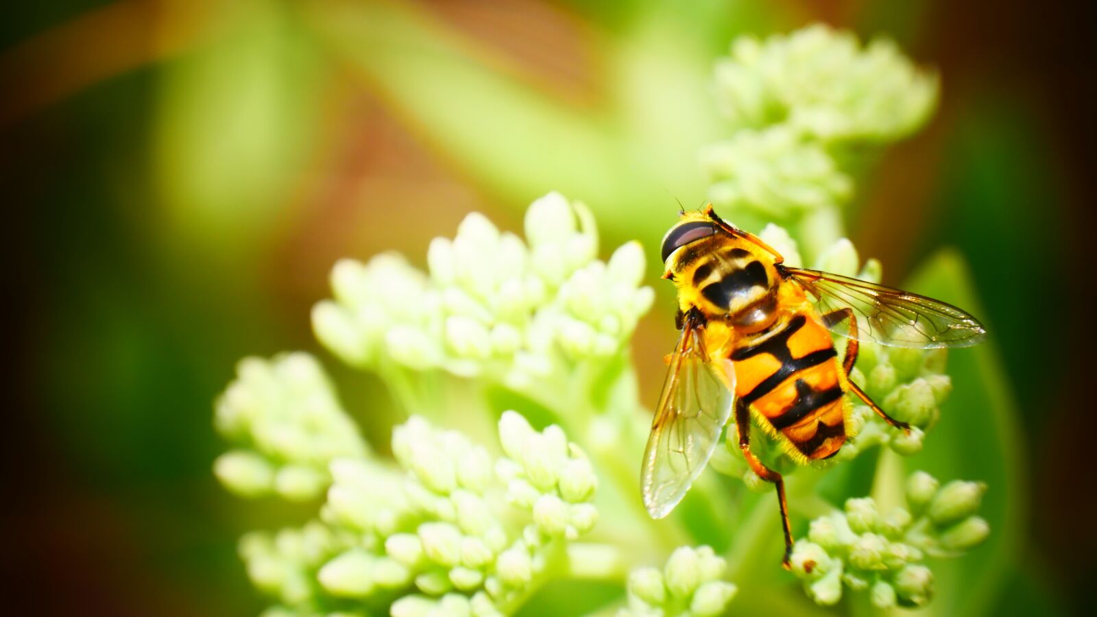Panasonic Lumix DMC-G85 (Lumix DMC-G80) sample photo. Wasp, bee, nature photography