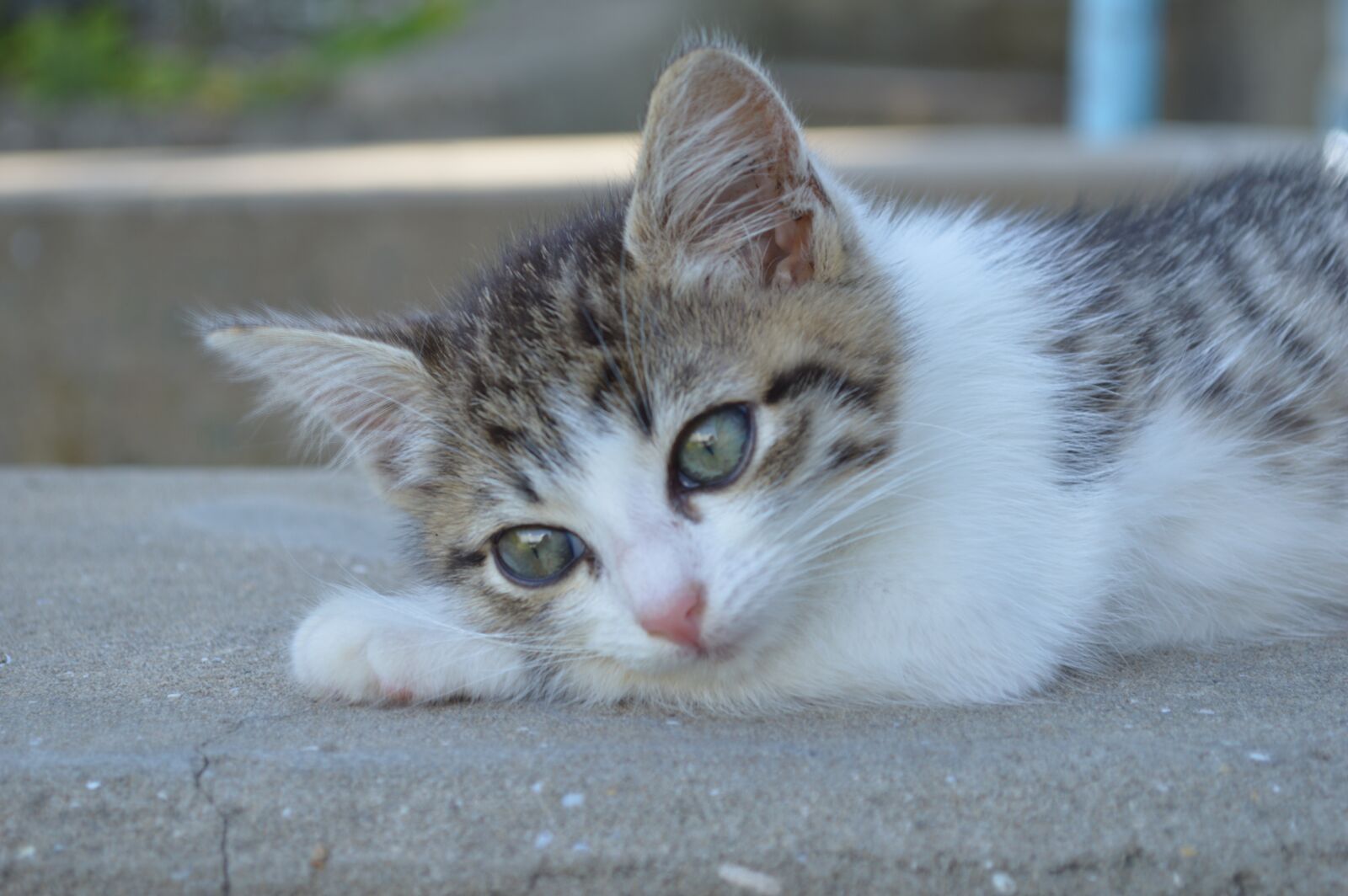 Nikon D3200 sample photo. Cat, kitten, pet photography