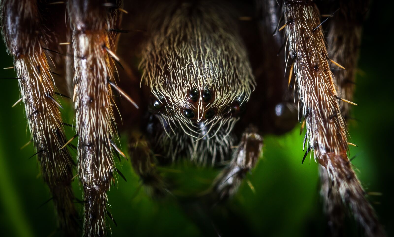 Canon EOS 5D Mark II sample photo. Spider, nature, insect photography