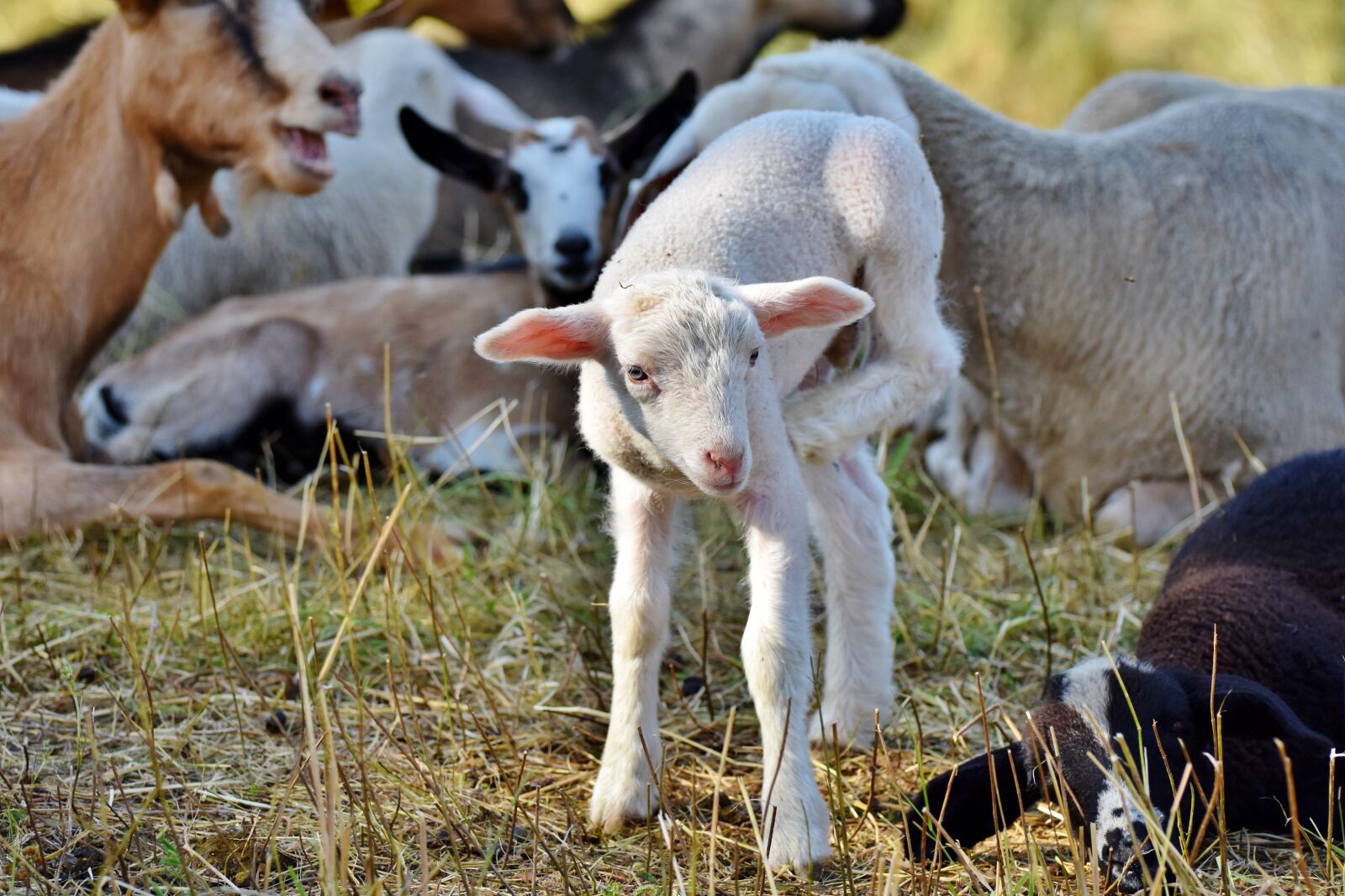 Nikon D7200 sample photo. Lamb, sheep, schäfchen photography