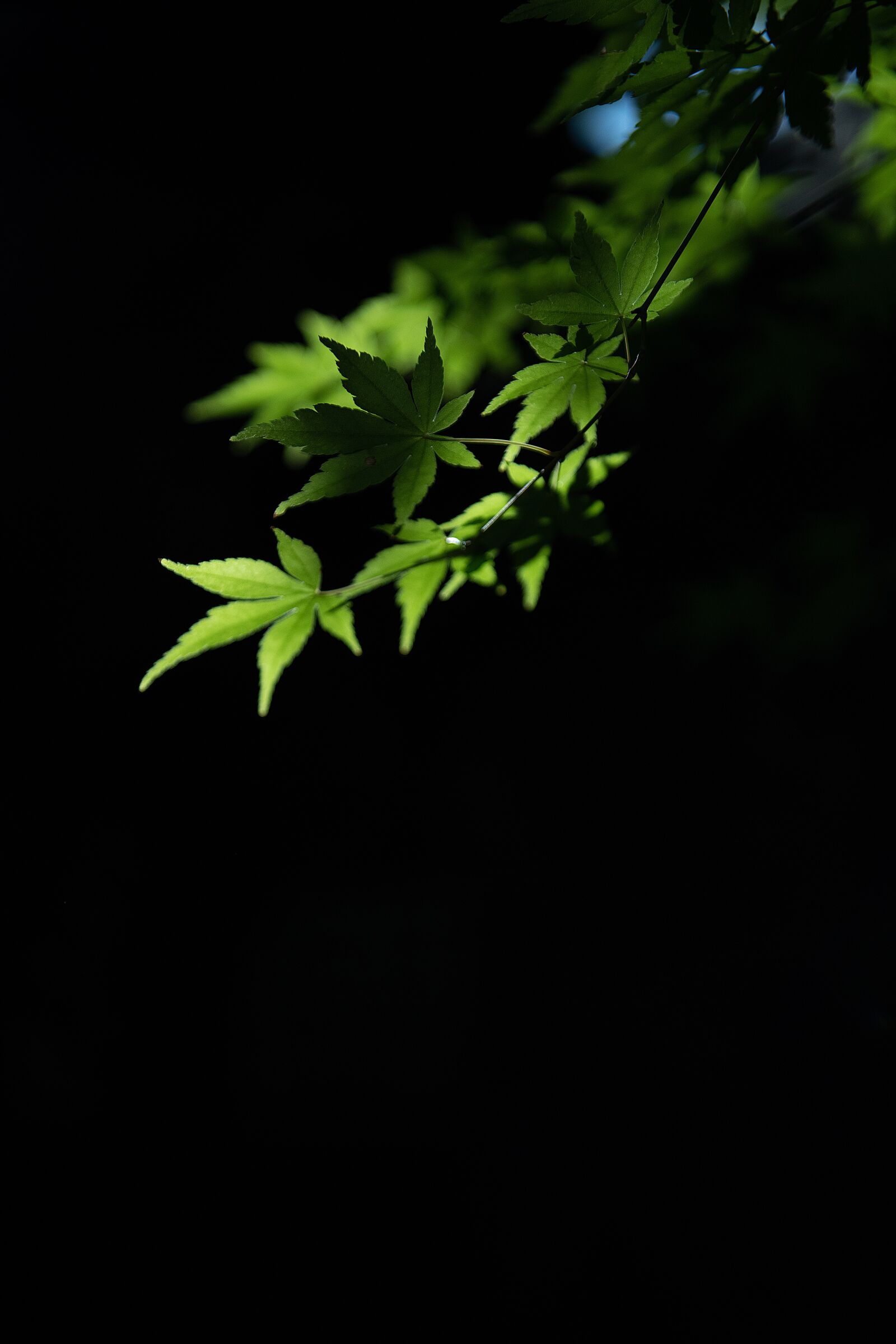 Nikon D850 sample photo. Green, tree, morning photography