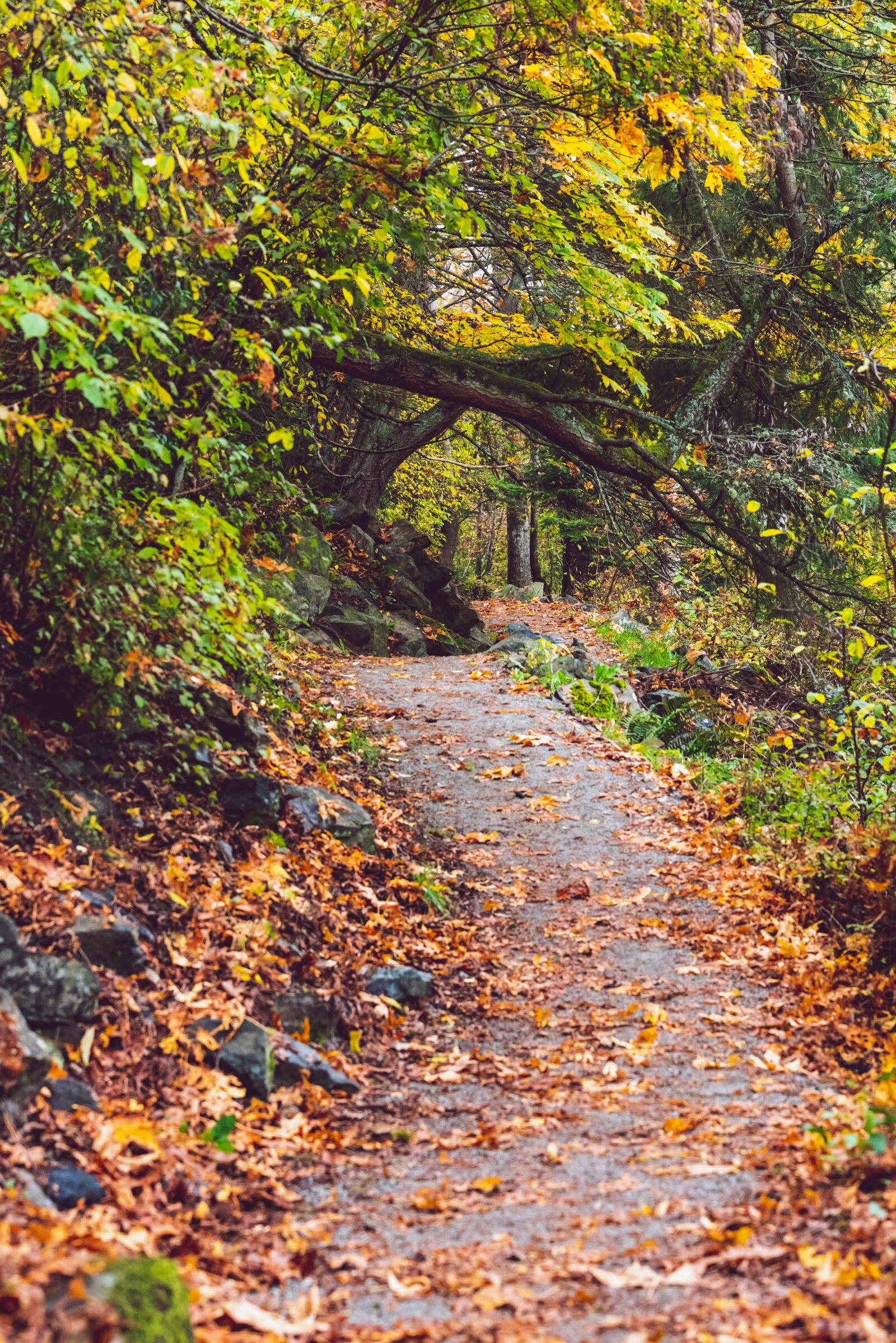 Nikon D750 sample photo. Fall, path, autumn photography