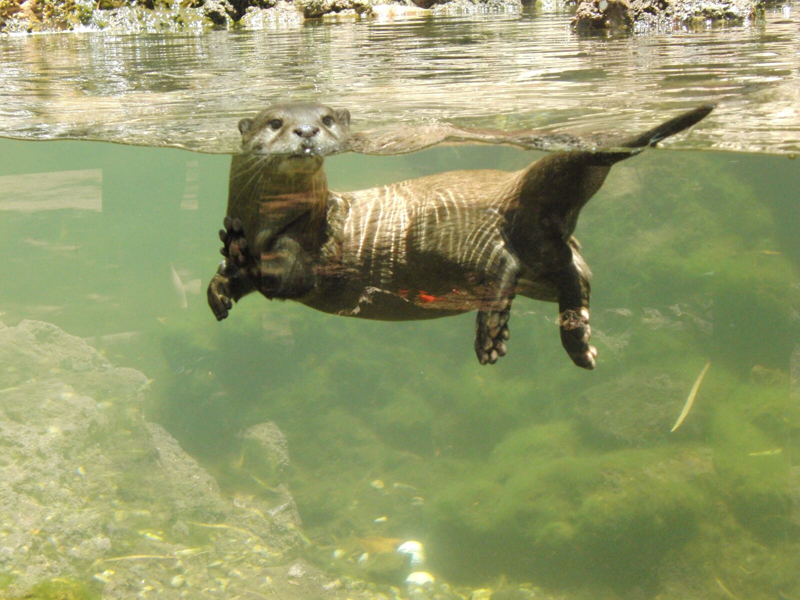CASIO EX-FH20 sample photo. Otter, cute photography