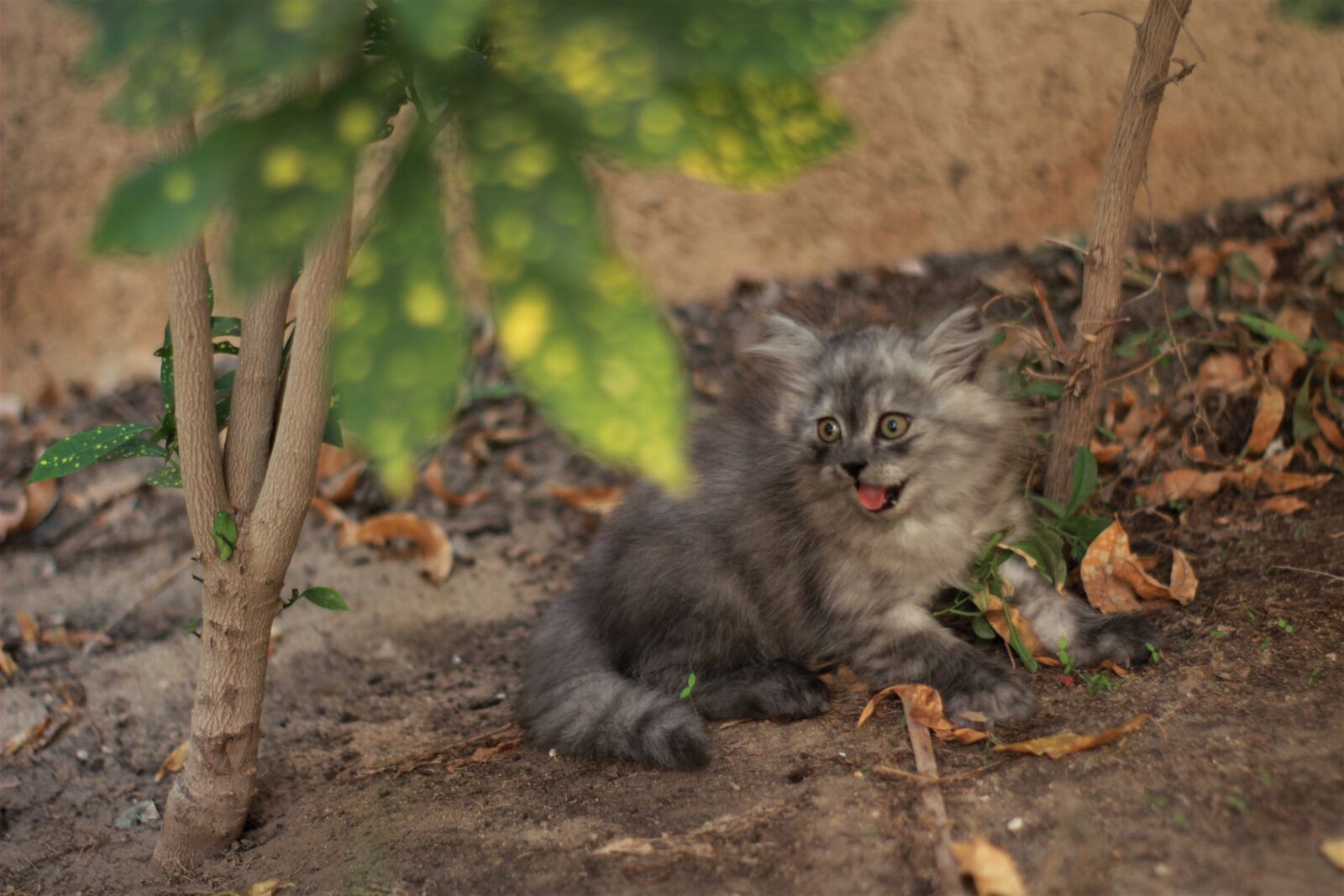 Canon EOS 1300D (EOS Rebel T6 / EOS Kiss X80) sample photo. Cat, animal, attack photography