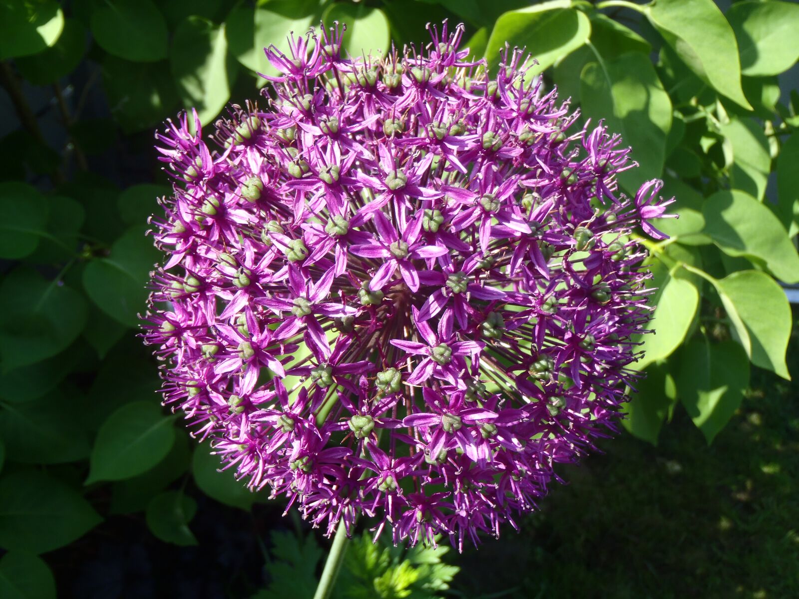 Olympus uTough-8010 sample photo. Summer, flower, purple photography