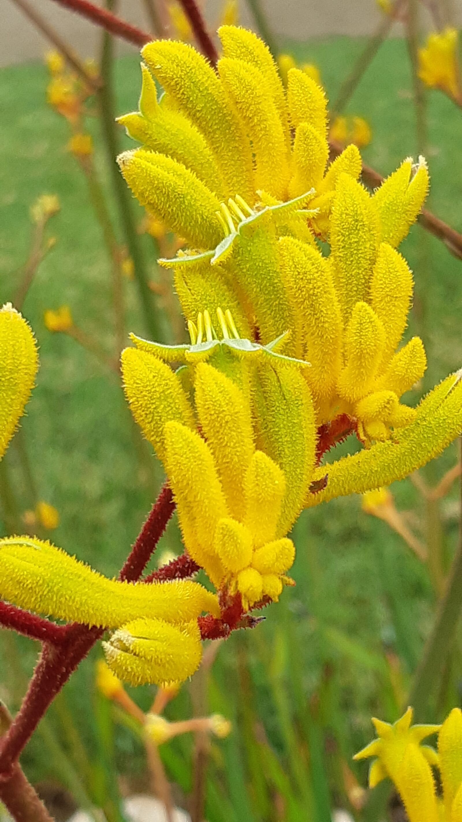 Samsung Galaxy A8(2018) sample photo. Kangaroo claw, yellow, spring photography