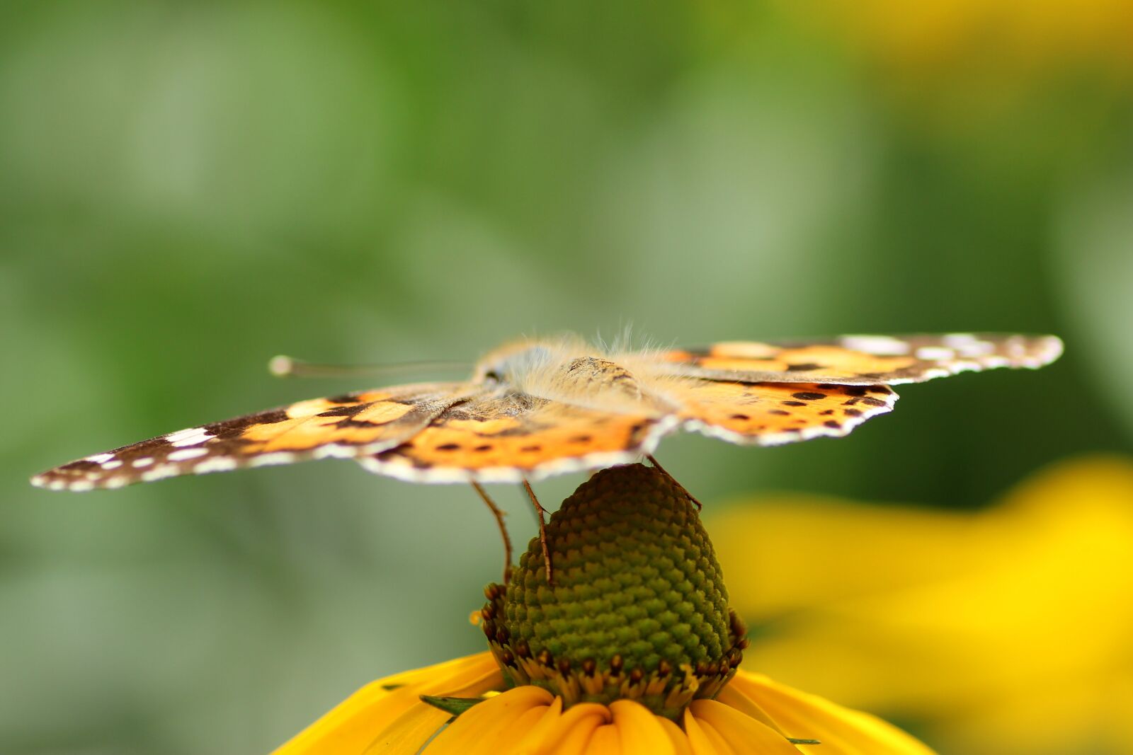 Tamron SP 90mm F2.8 Di VC USD 1:1 Macro sample photo. Vanessa cardui, close up photography