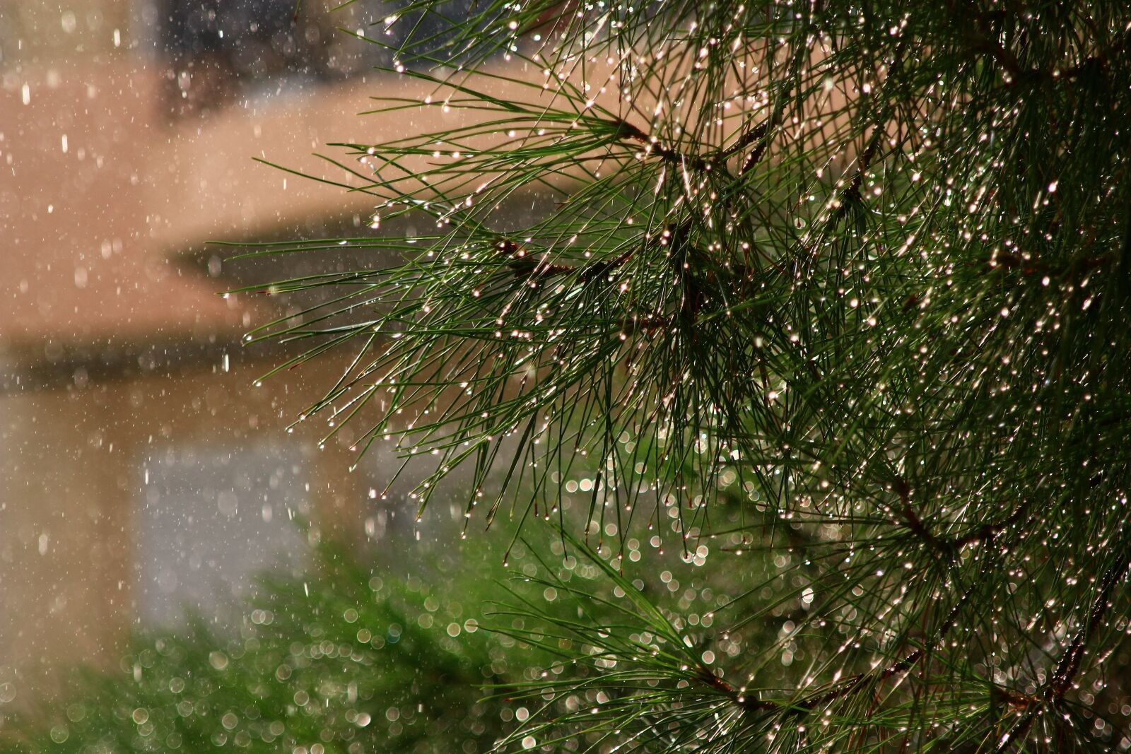 Canon EOS 450D (EOS Rebel XSi / EOS Kiss X2) sample photo. Vrohi, denro, foliage photography