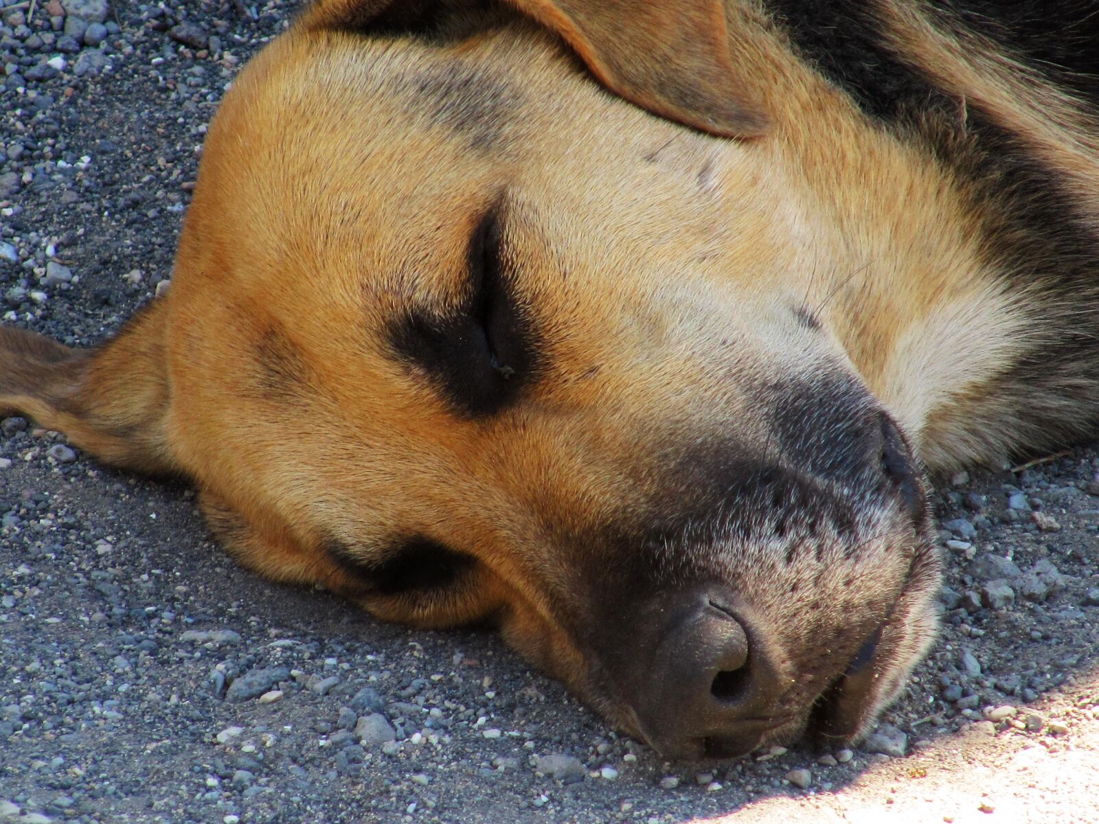Canon PowerShot SX200 IS sample photo. Dog, sleep, nap photography