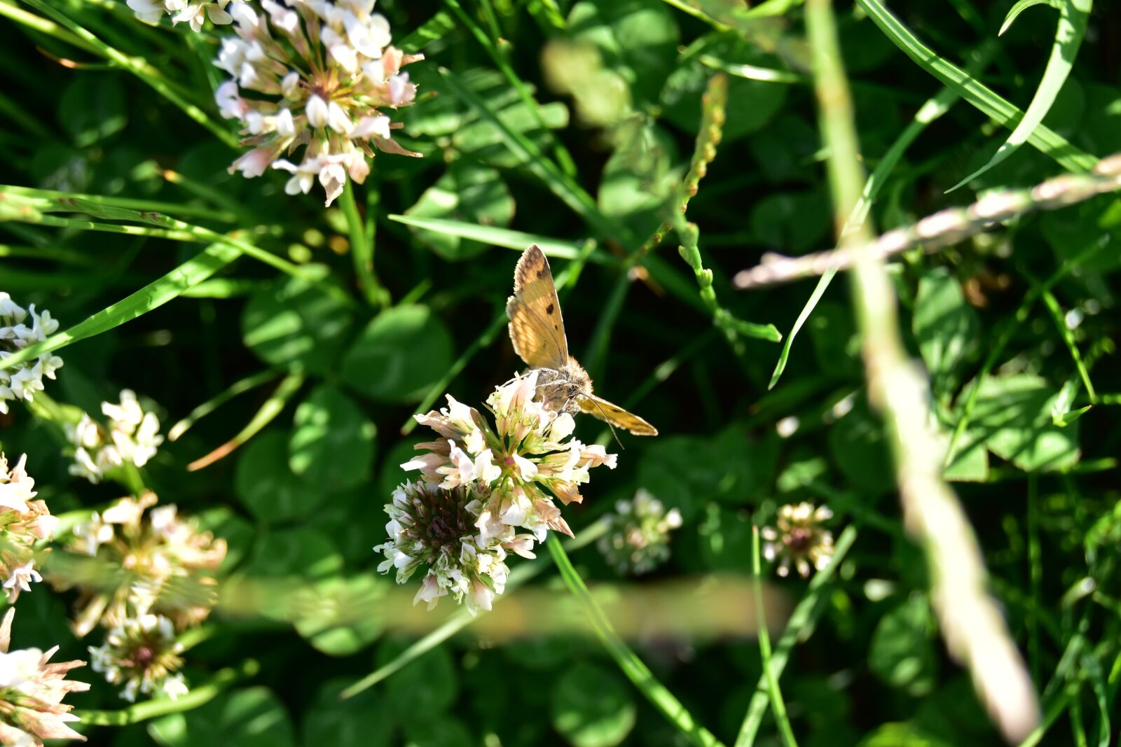 Nikon D5600 sample photo. Butterfly, macro, insect photography
