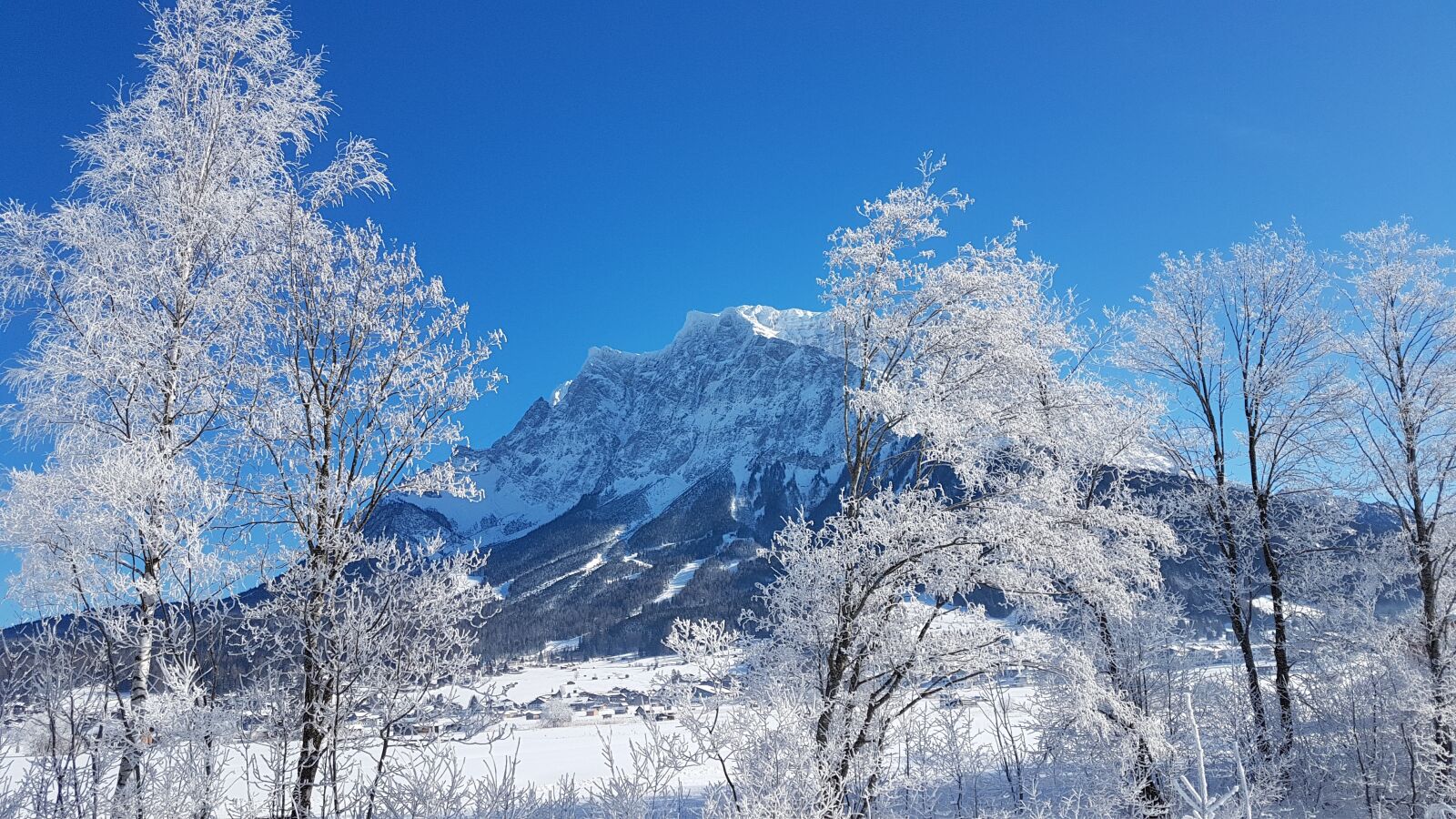 Samsung Galaxy S7 sample photo. Winter, snow, tree photography