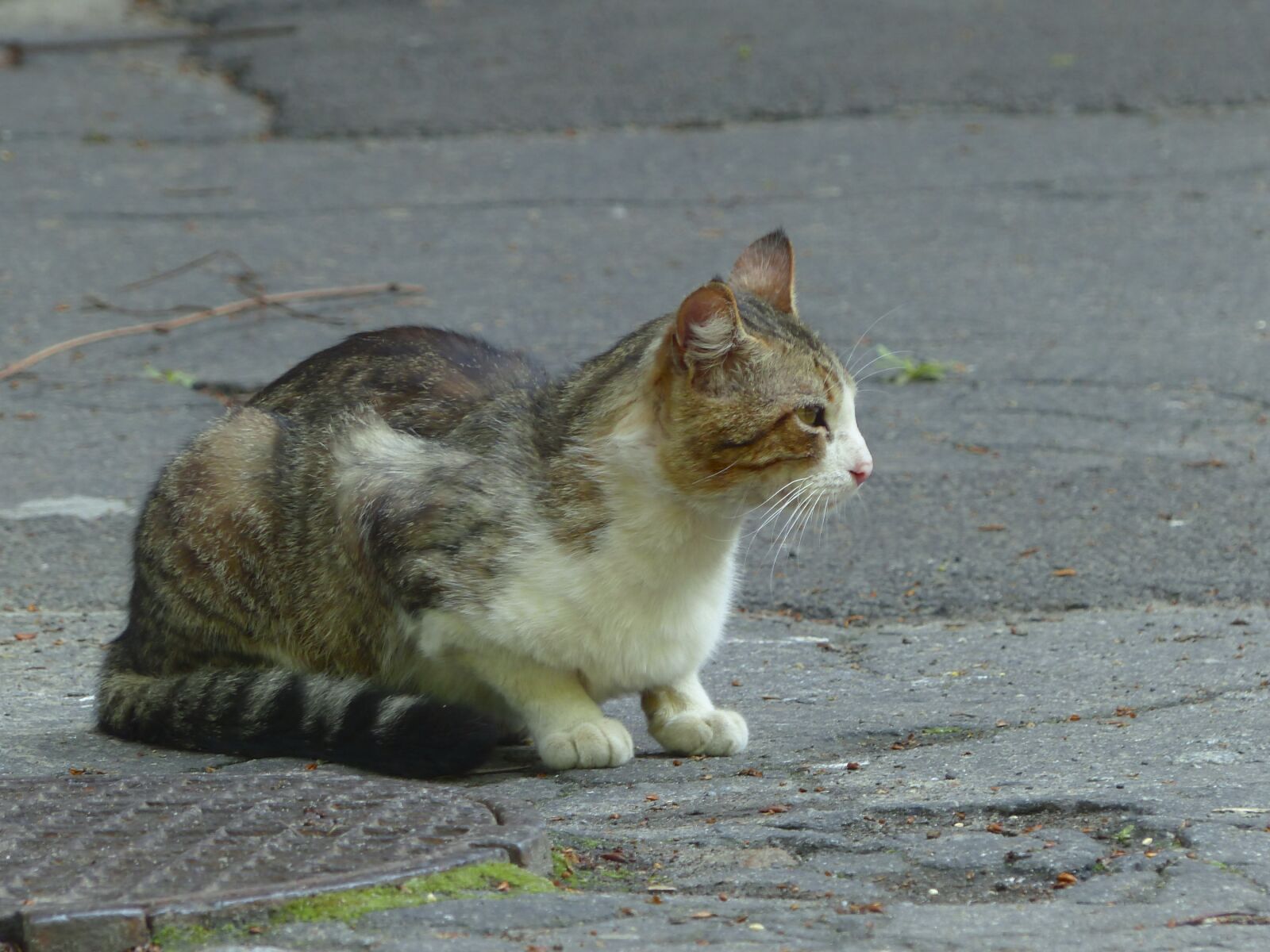 Panasonic Lumix DMC-FZ200 sample photo. Cat, animal, striped photography