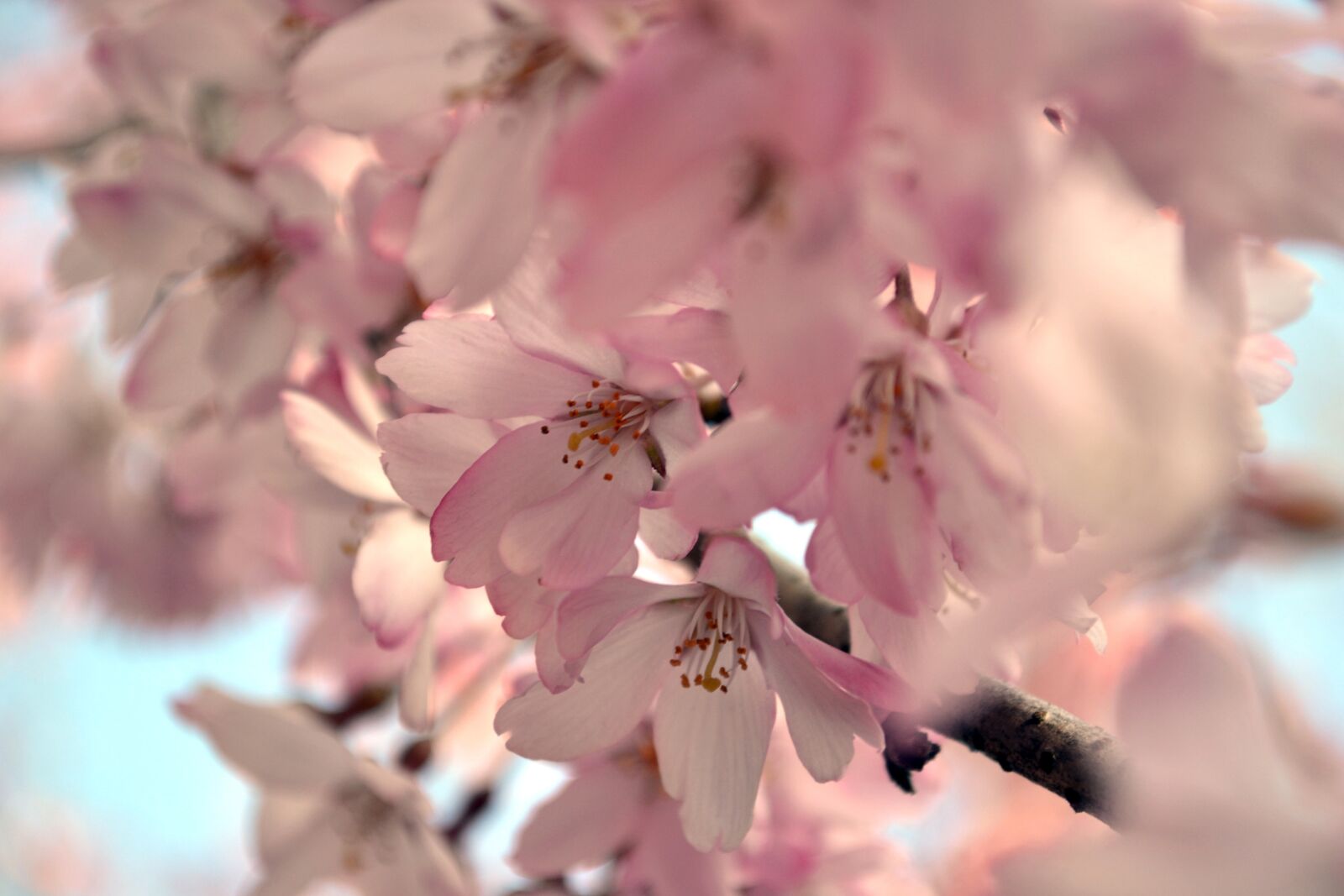 Nikon D3100 sample photo. Cherry blossom, sakura, flower photography