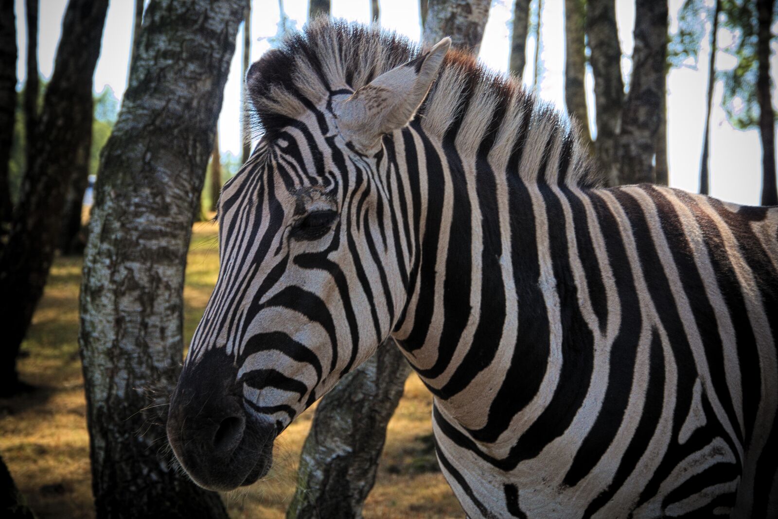Panasonic Lumix DMC-GH3 sample photo. Zebra, animal, africa photography