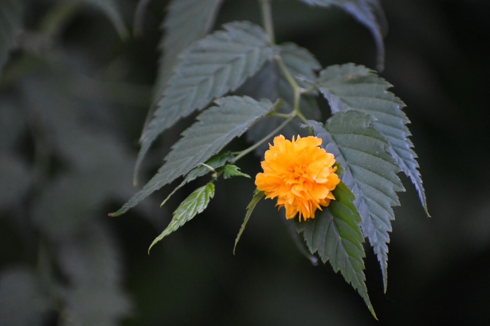 Nikon D3400 sample photo. Flower, yellow, bloom photography