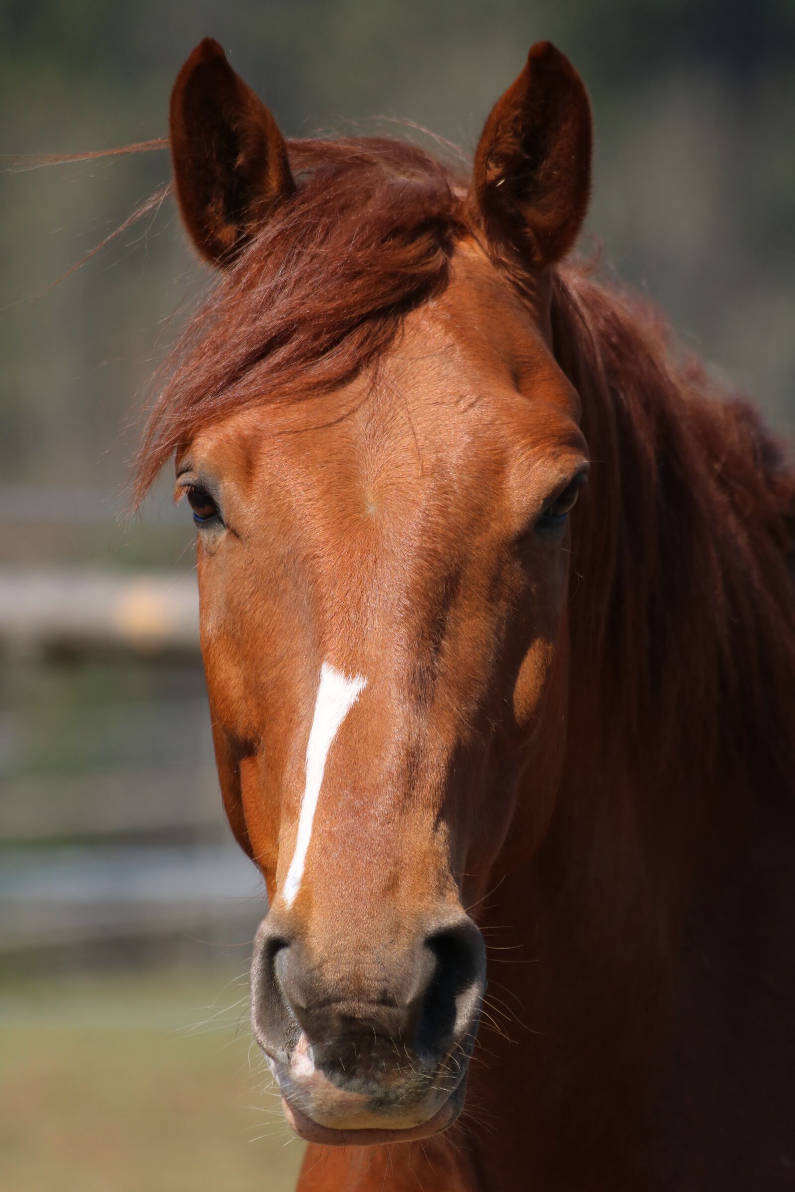 Canon EOS 750D (EOS Rebel T6i / EOS Kiss X8i) sample photo. Horse, animal, view photography