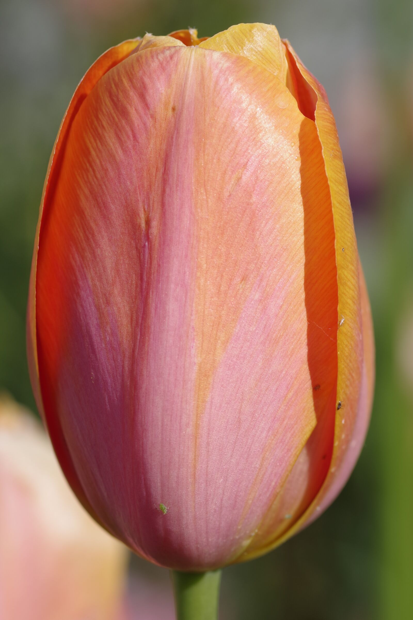 Pentax K-S2 sample photo. Tulip, orange, red photography
