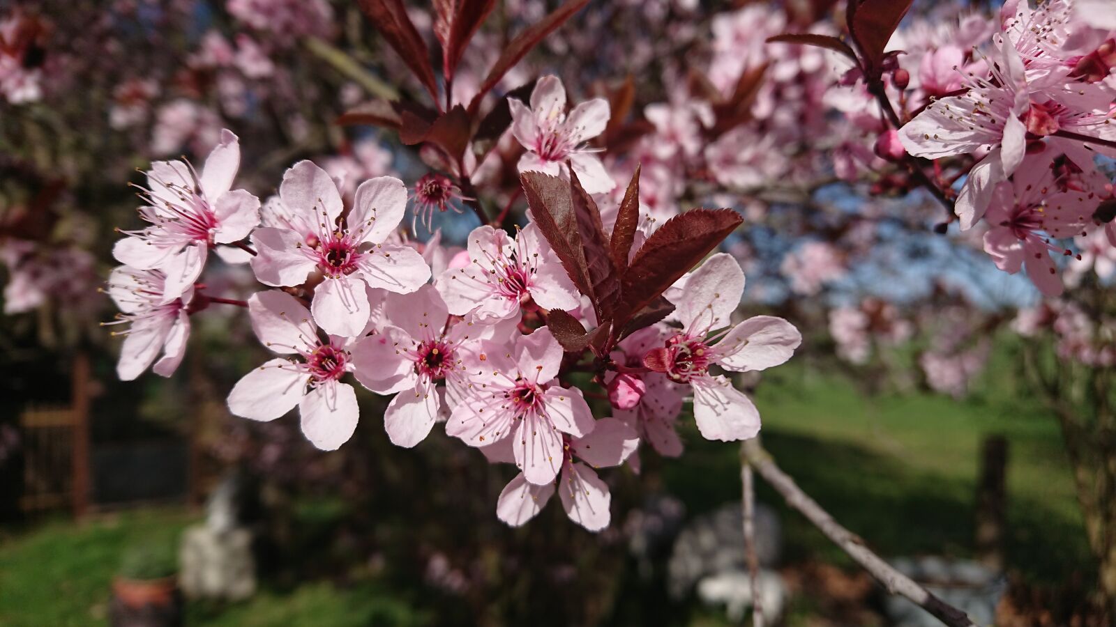 Sony Xperia XZ Premium sample photo. Spring, flower, cherry photography