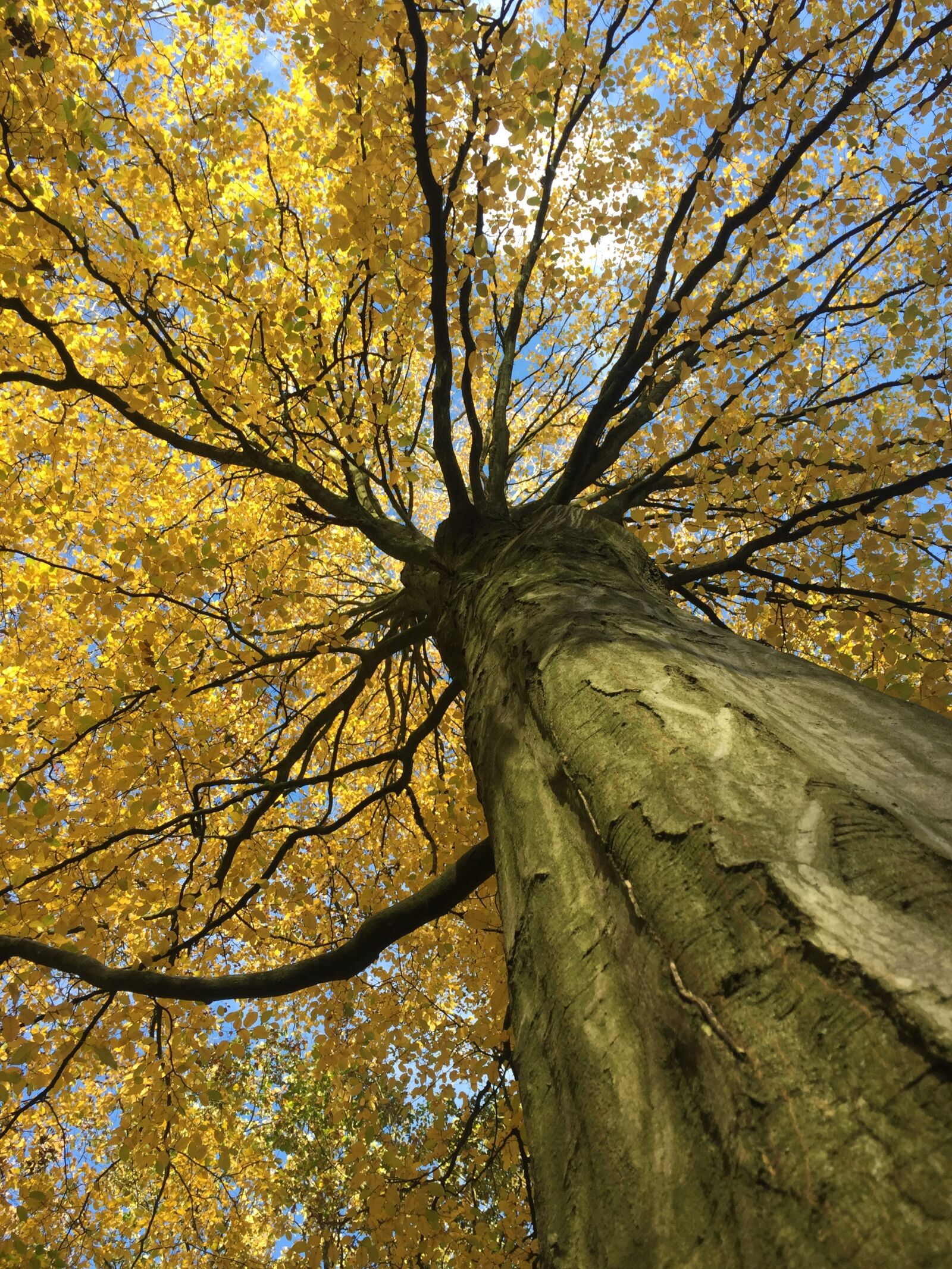 Apple iPhone 6 sample photo. Autumn, tree, forest photography