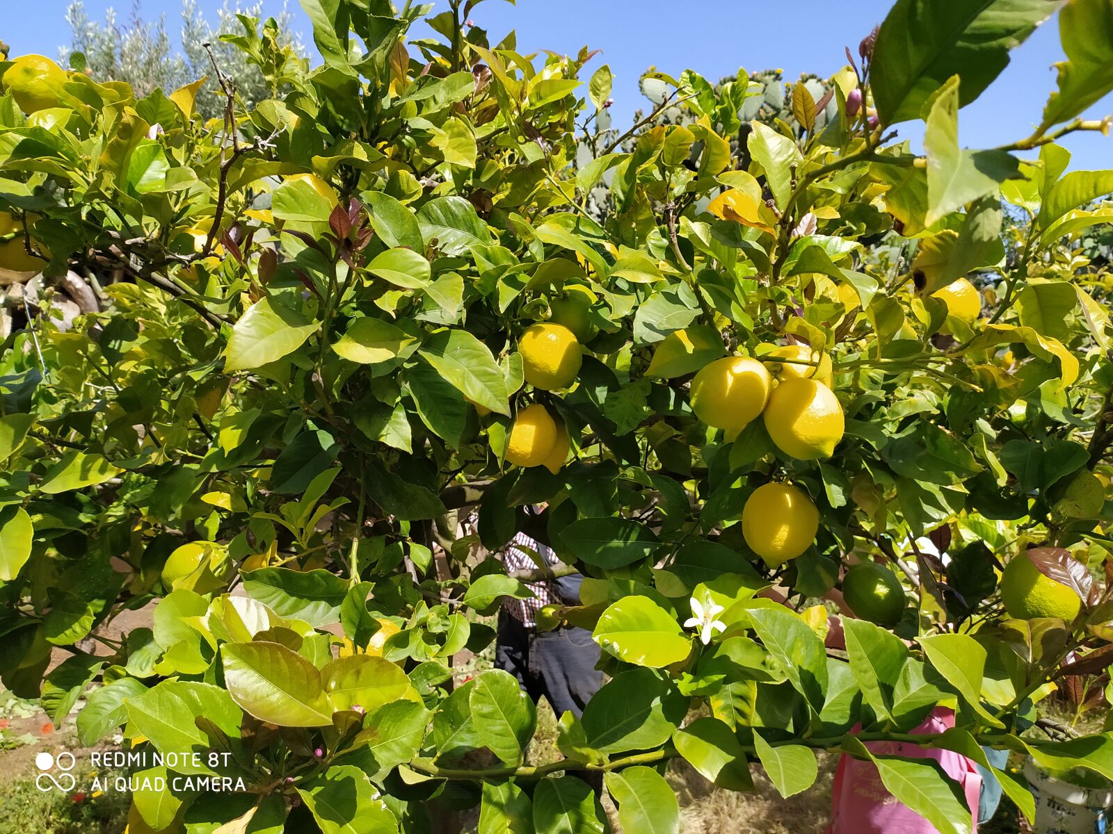 Xiaomi Redmi Note 8T sample photo. Lemon, tree photography