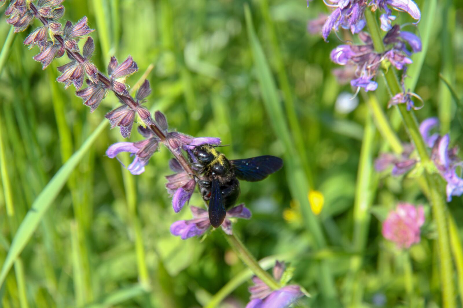 Canon EOS 7D sample photo. Xylocope, carpenter bee, bee photography