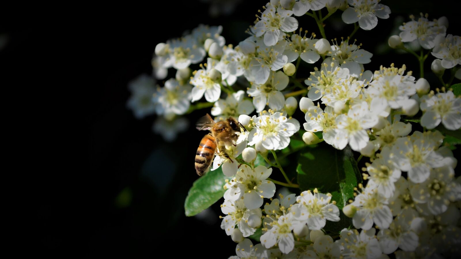 Nikon D5100 sample photo. Bees, nice, bee photography