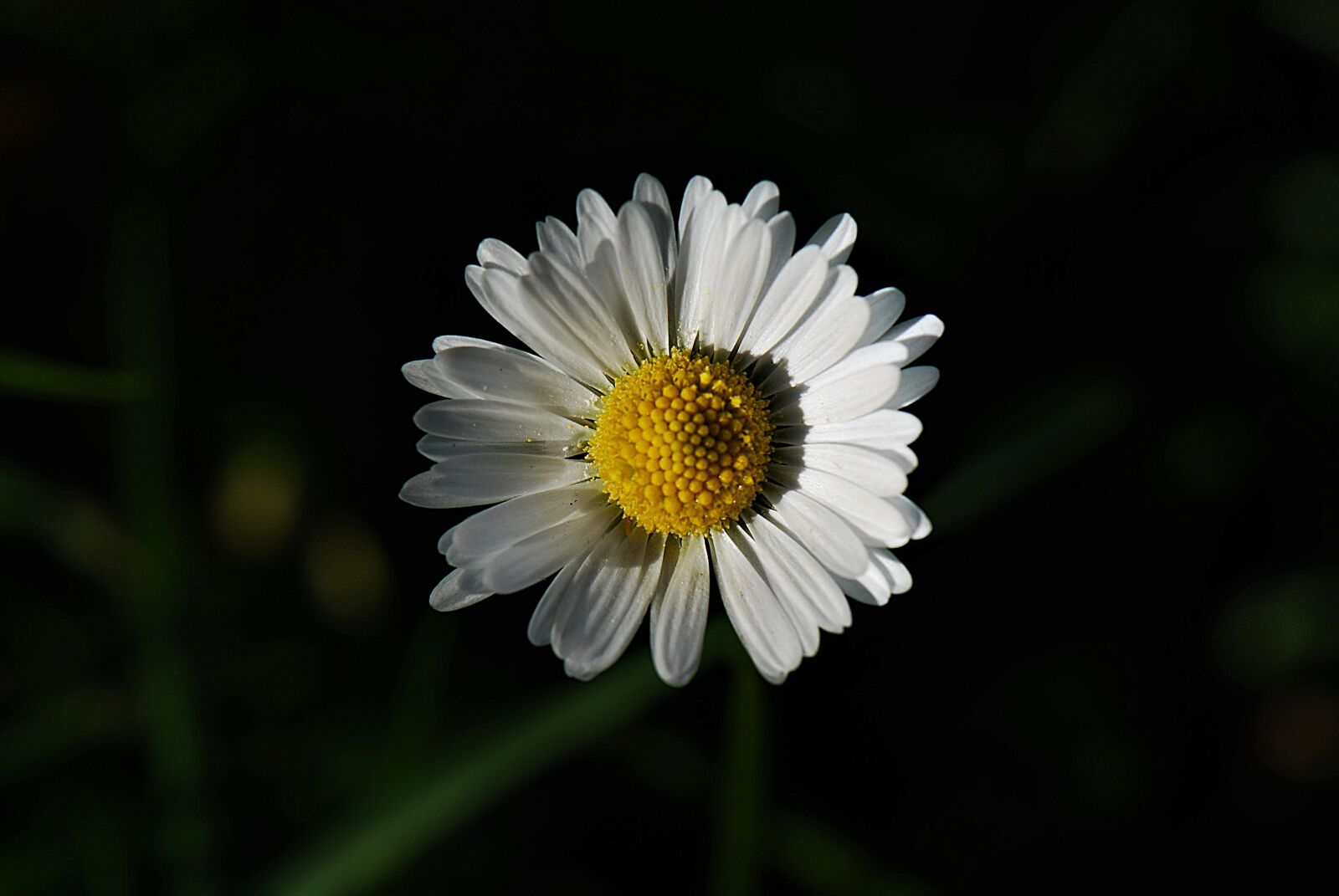 Nikon D80 sample photo. Daisy, close up, flower photography