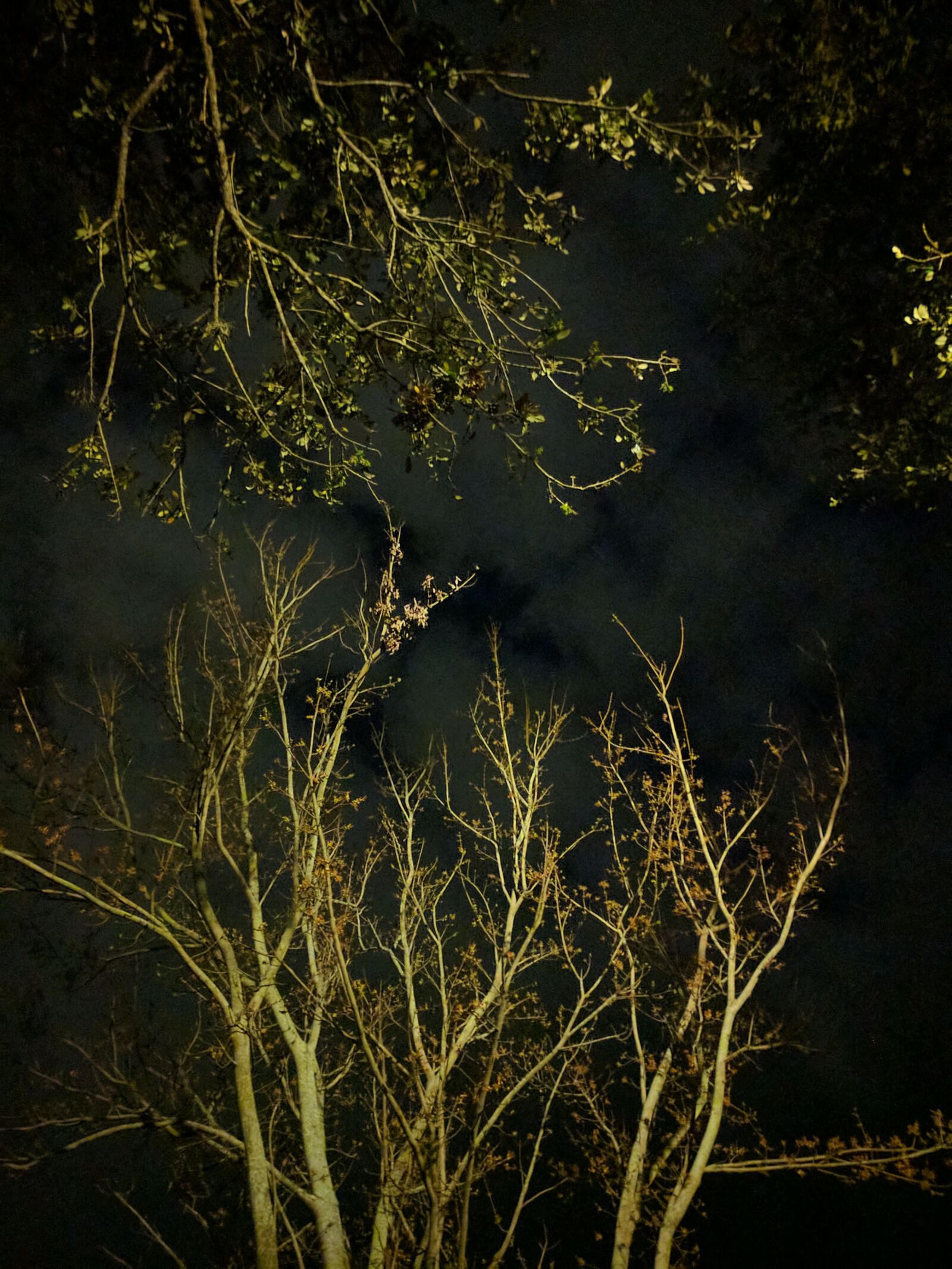 Google Pixel sample photo. Night, night, sky, trees photography